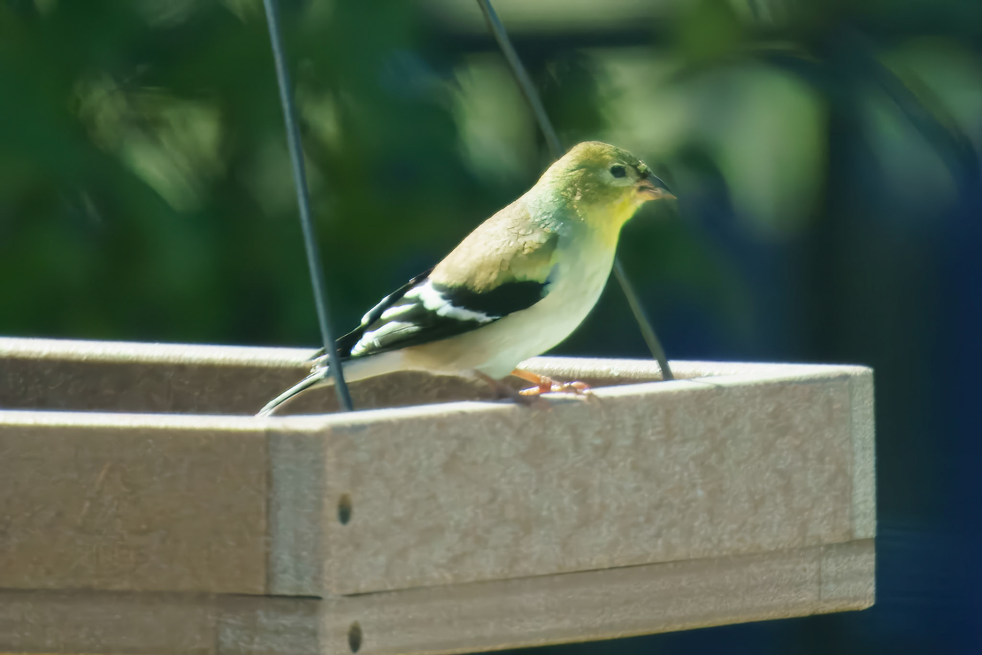 American Goldfinch. Adult Non-Beading. Victoria County TX