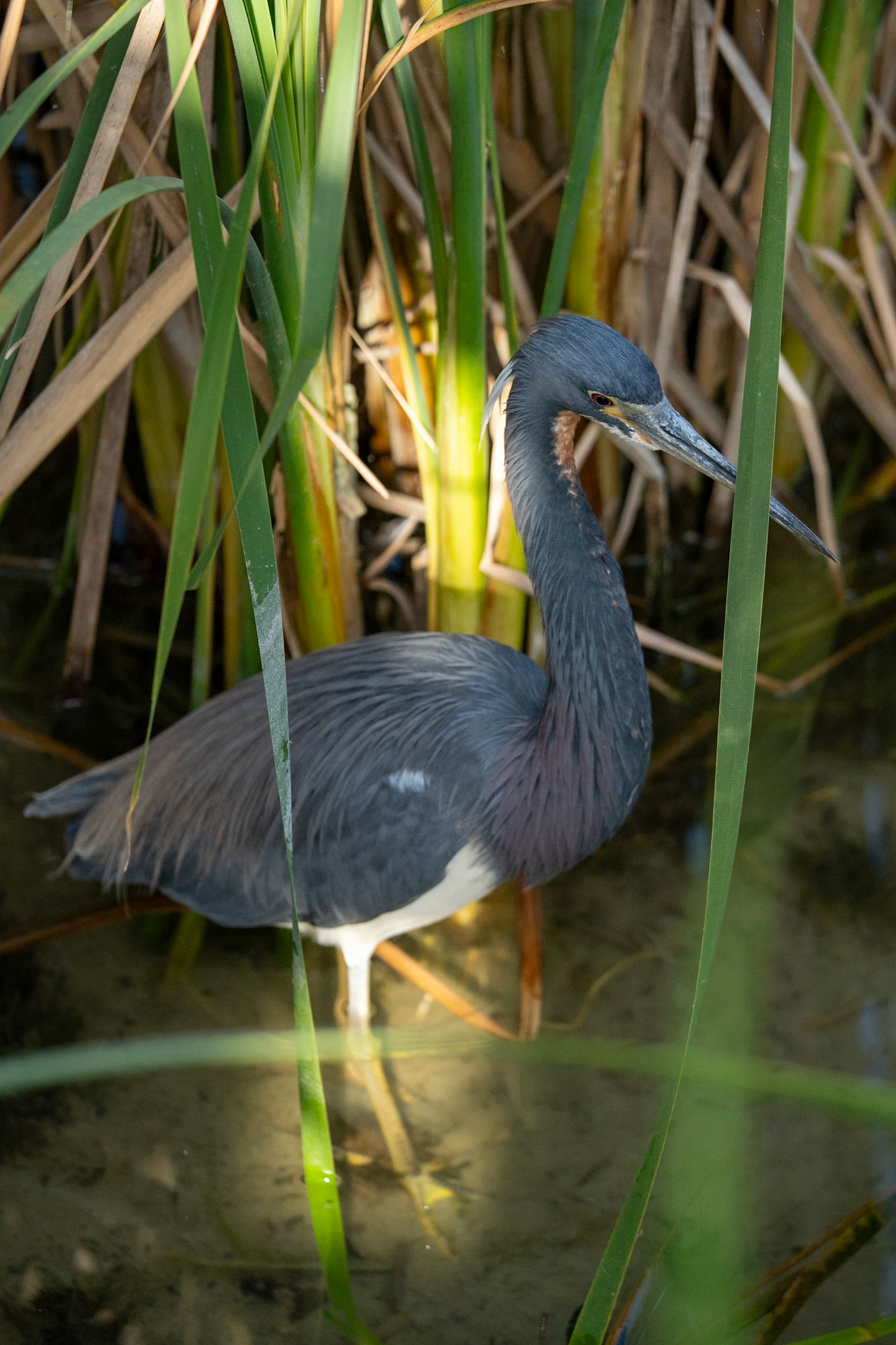 Tri Colored Heron