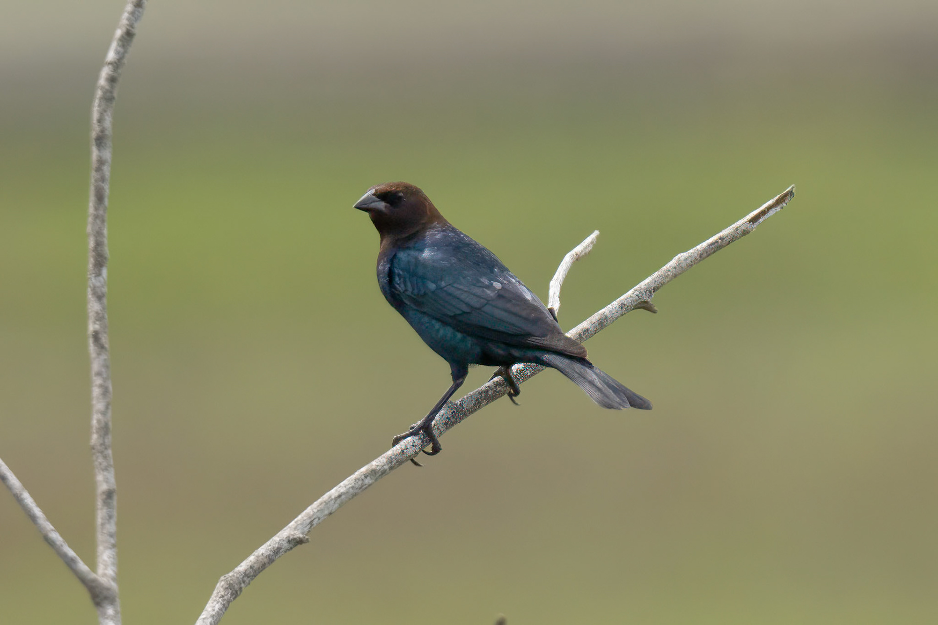 Brown Cowbird