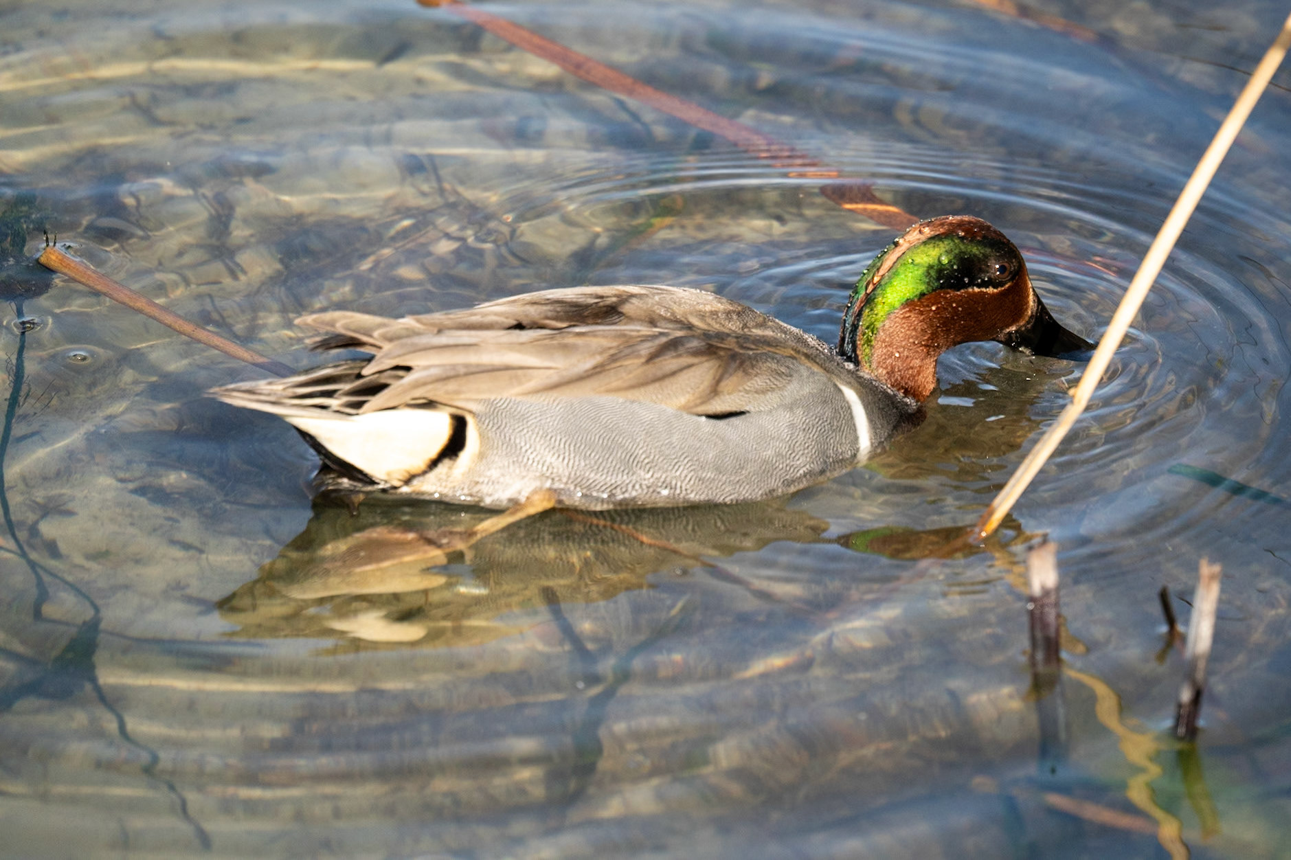 Green-winged Teal