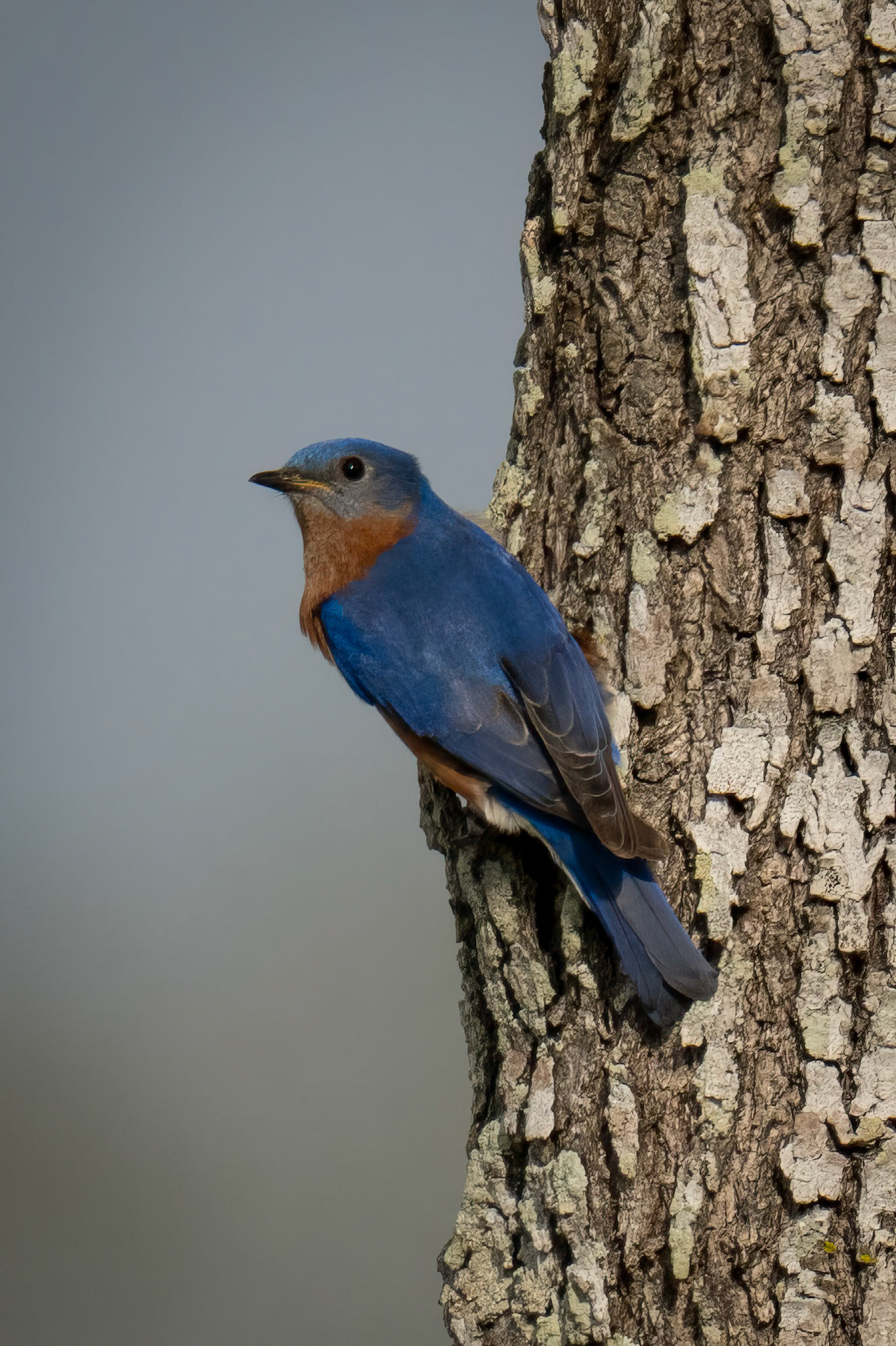 Eastern Bluebird