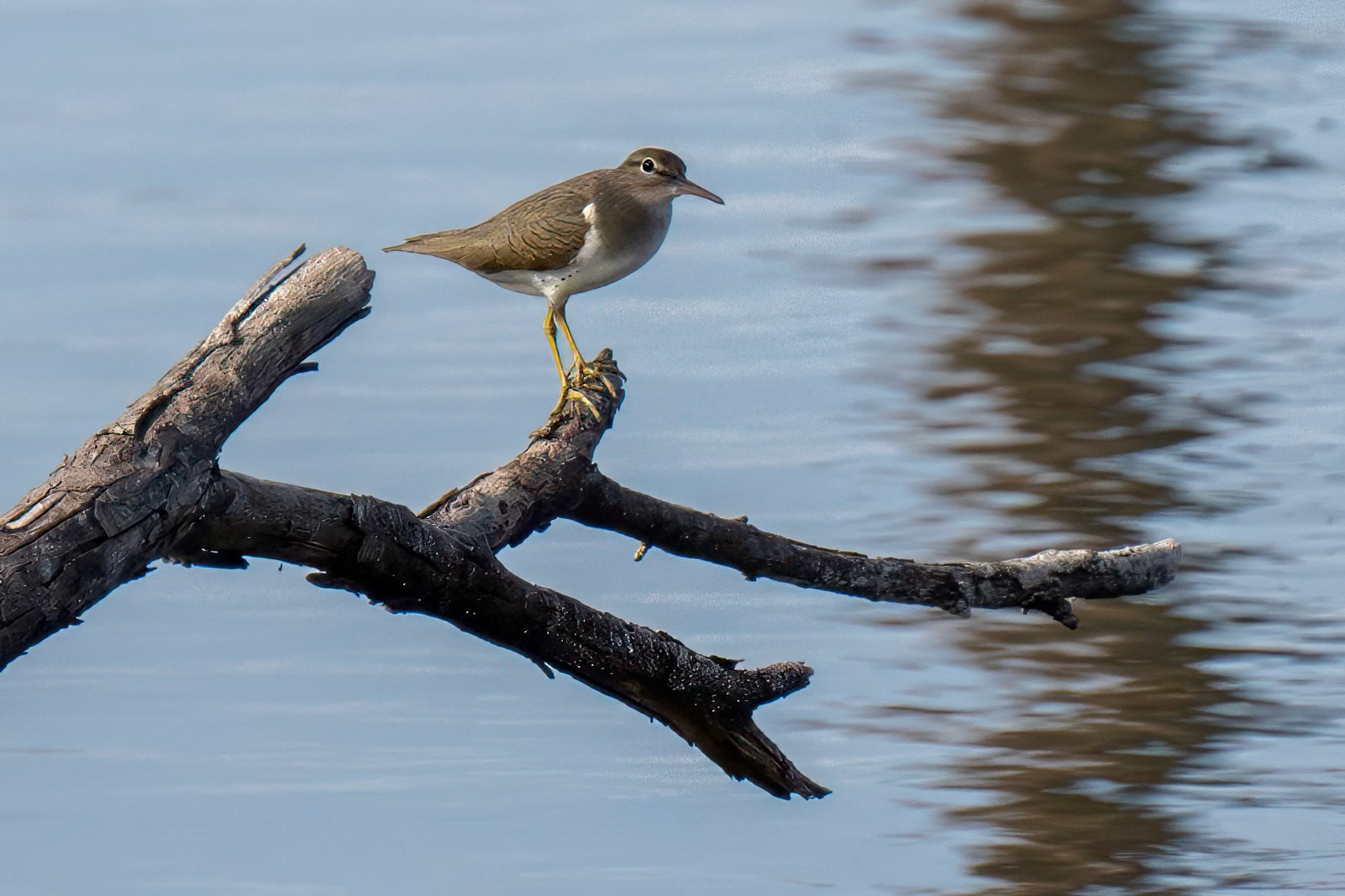 Spotted Sandpiper/Non Breeding Imature