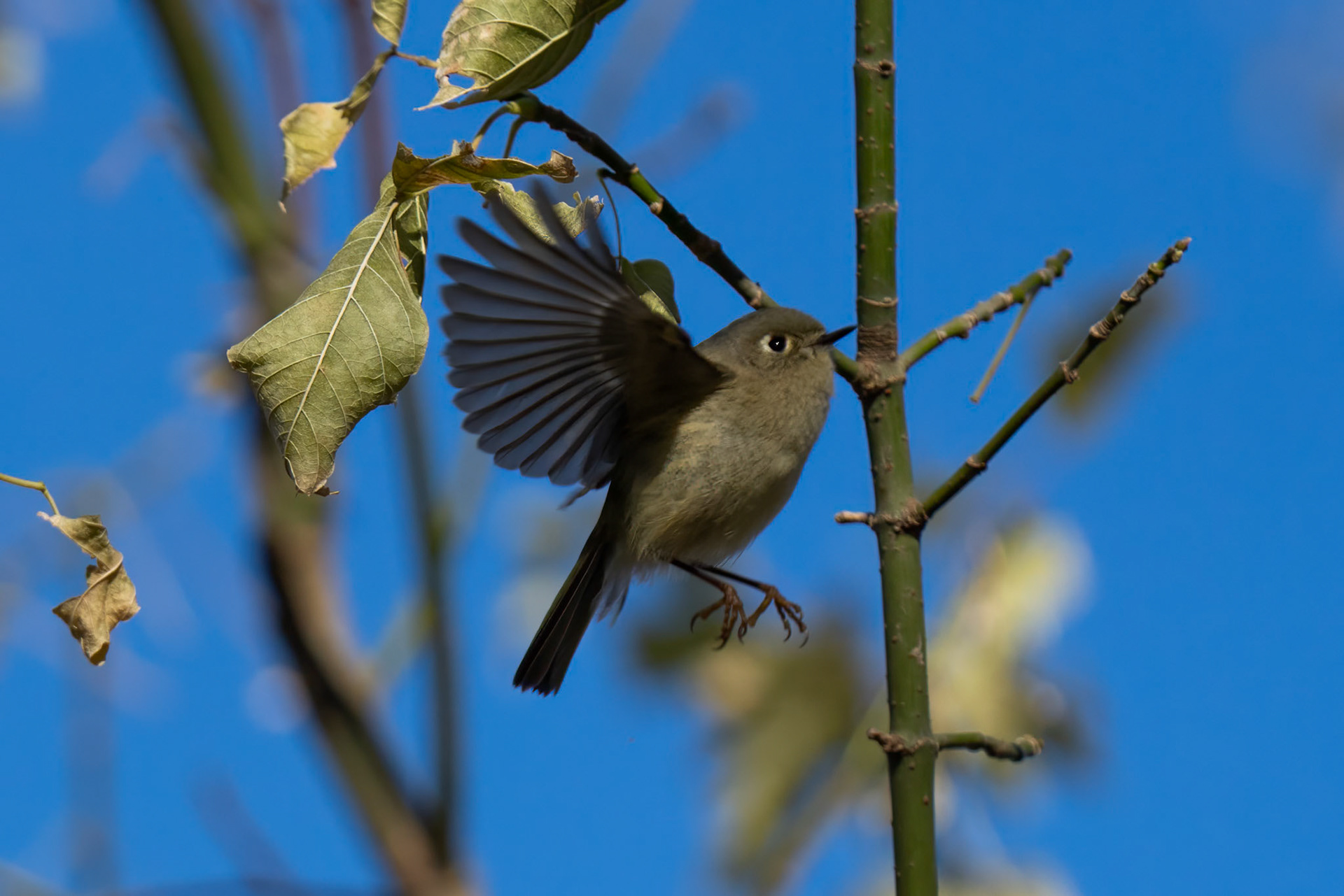 Ruby-crowned Kinglet