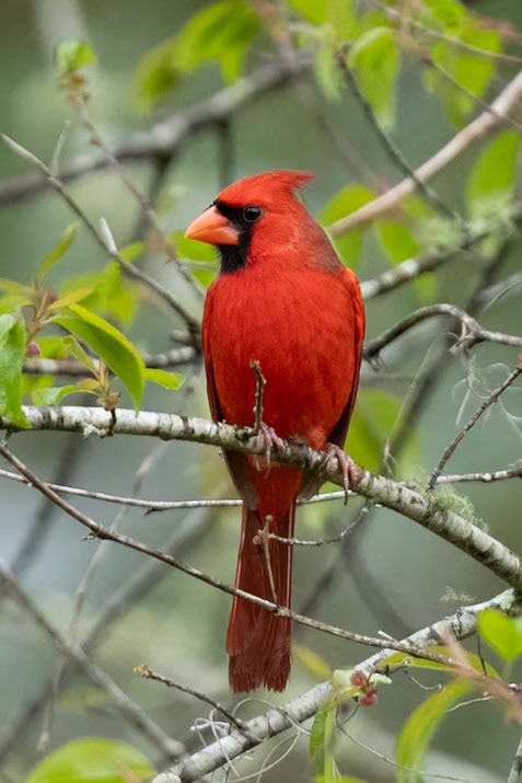 Northern Cardinal.Adult. Clinch County Georgia