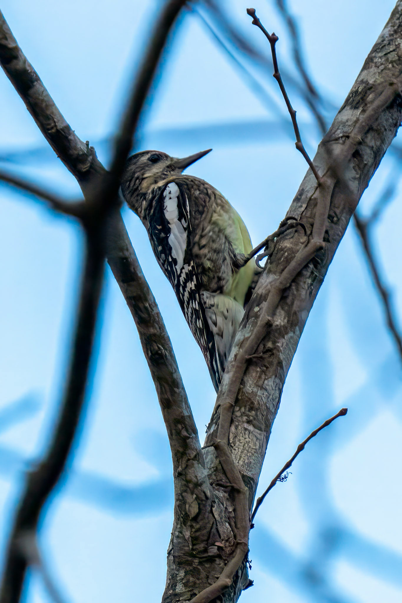 Yellow Bellied Sap Sucker