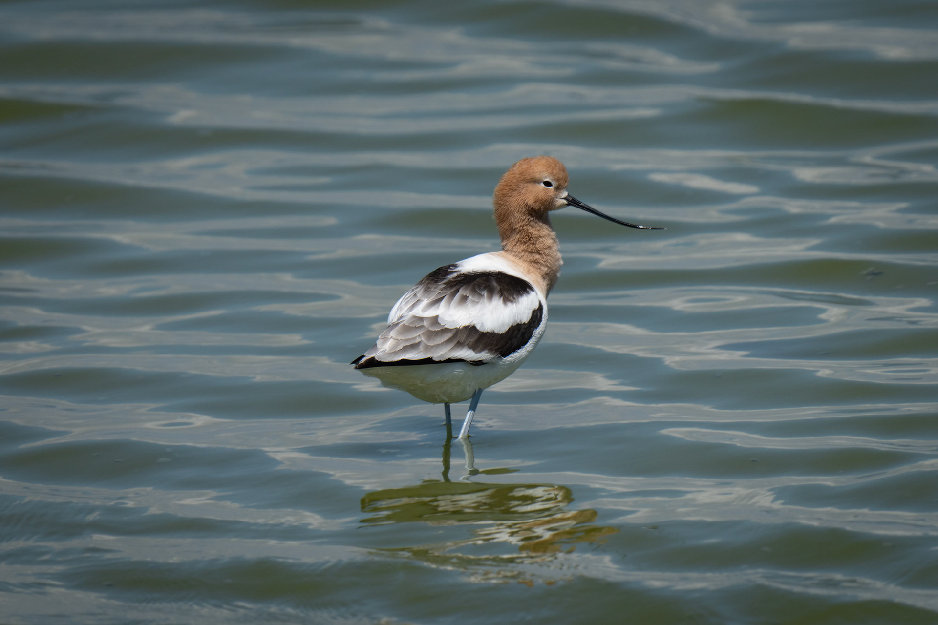 American Avocet
