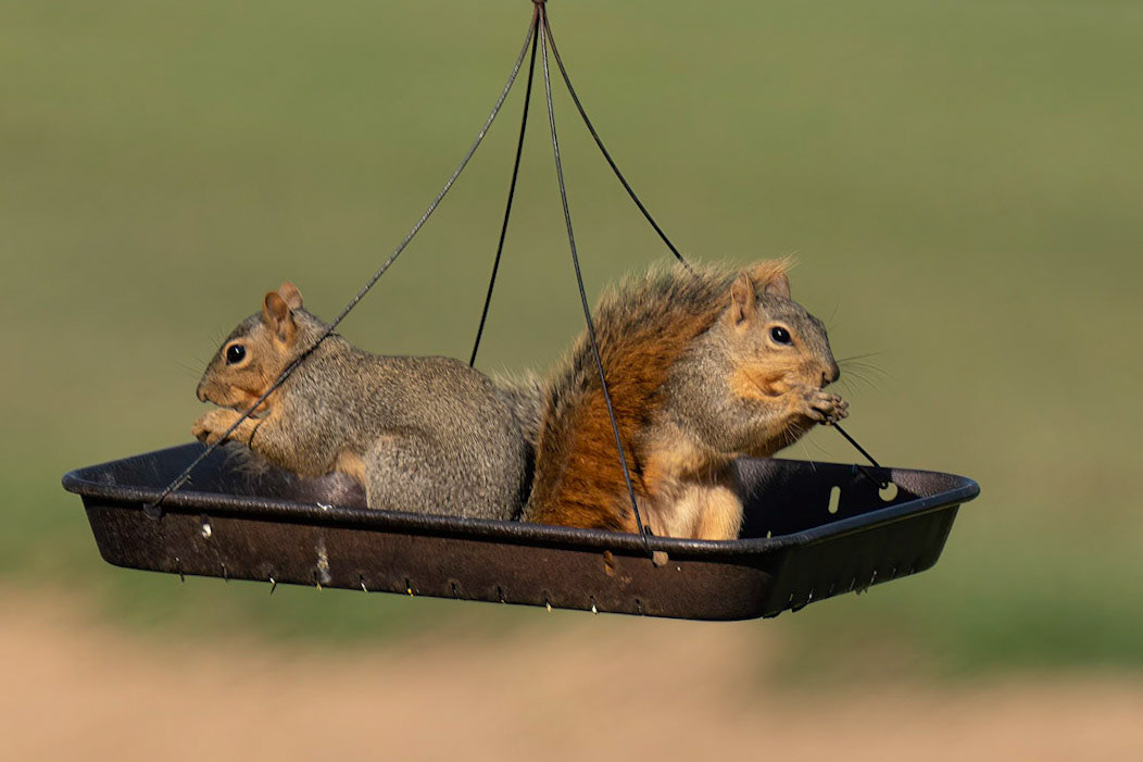 2 Squirrel Day