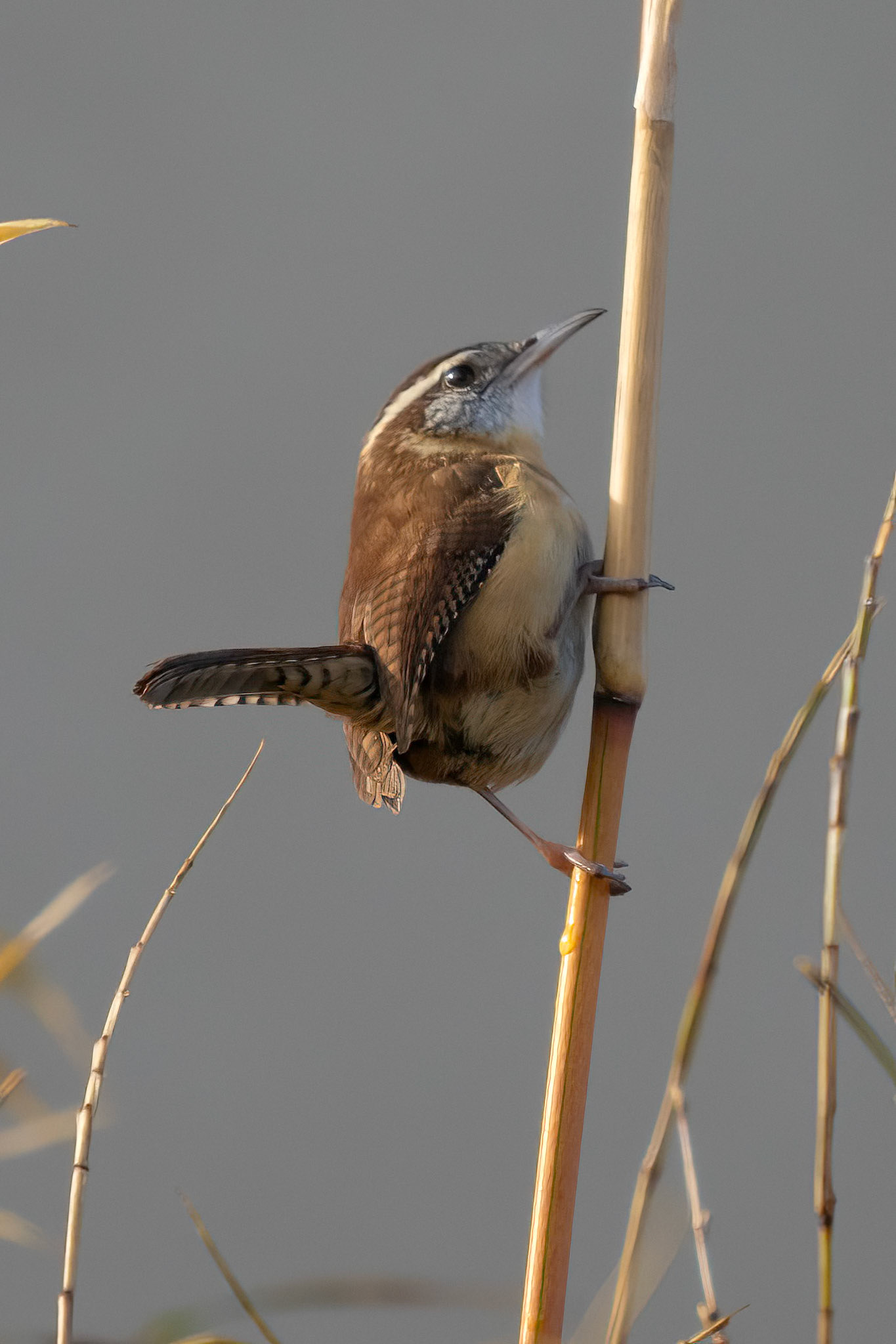 Carolina Wren