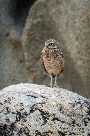 Burrowing Owl