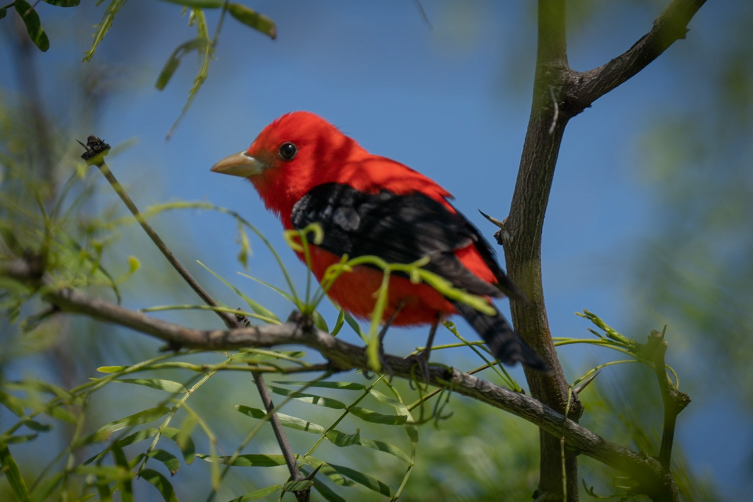 Scarlet Tanager