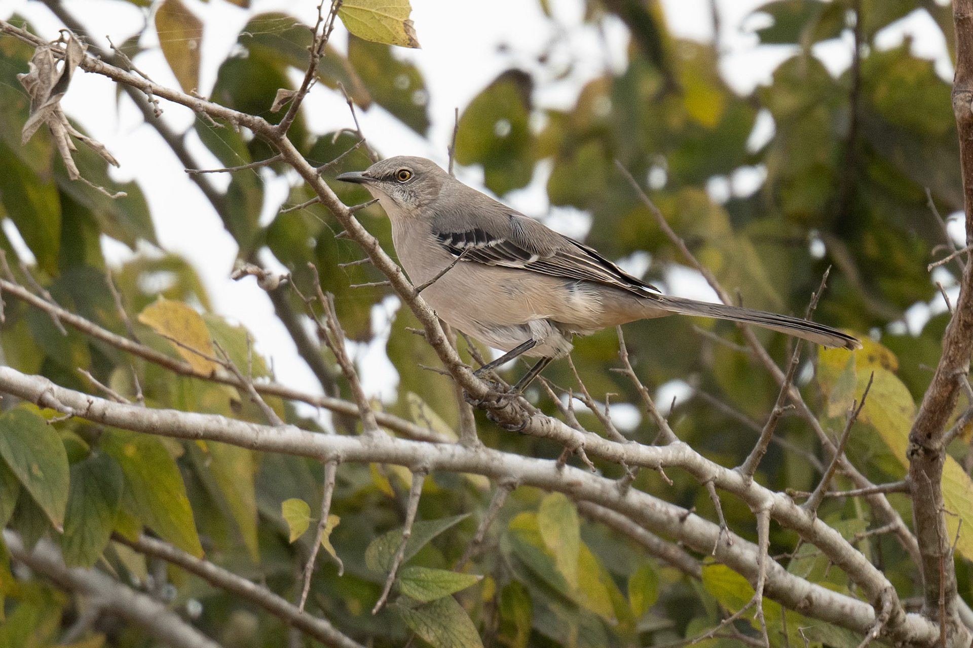 Mockingbird
