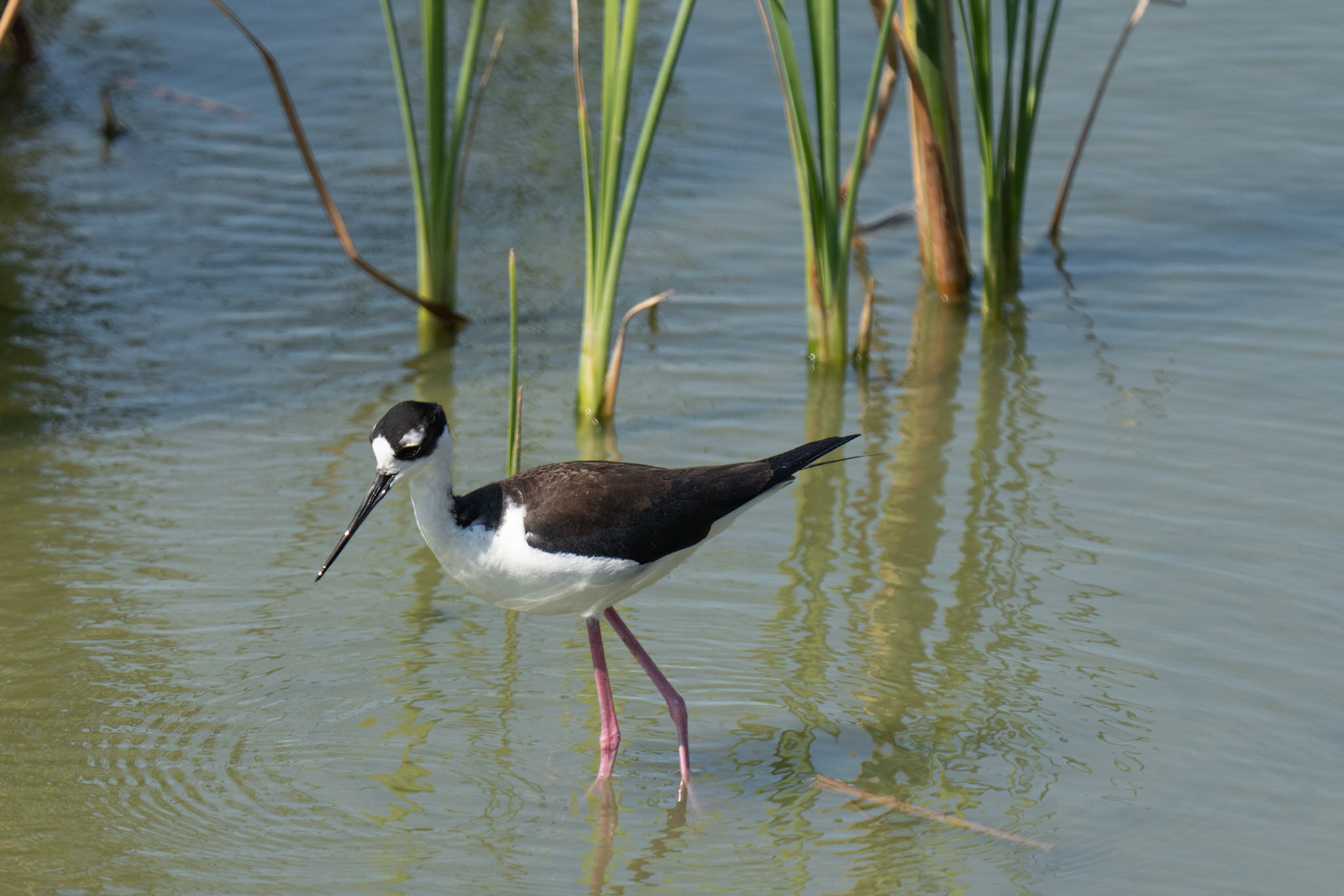 Adult Black-necked Stilt at Port Aransas bird center
