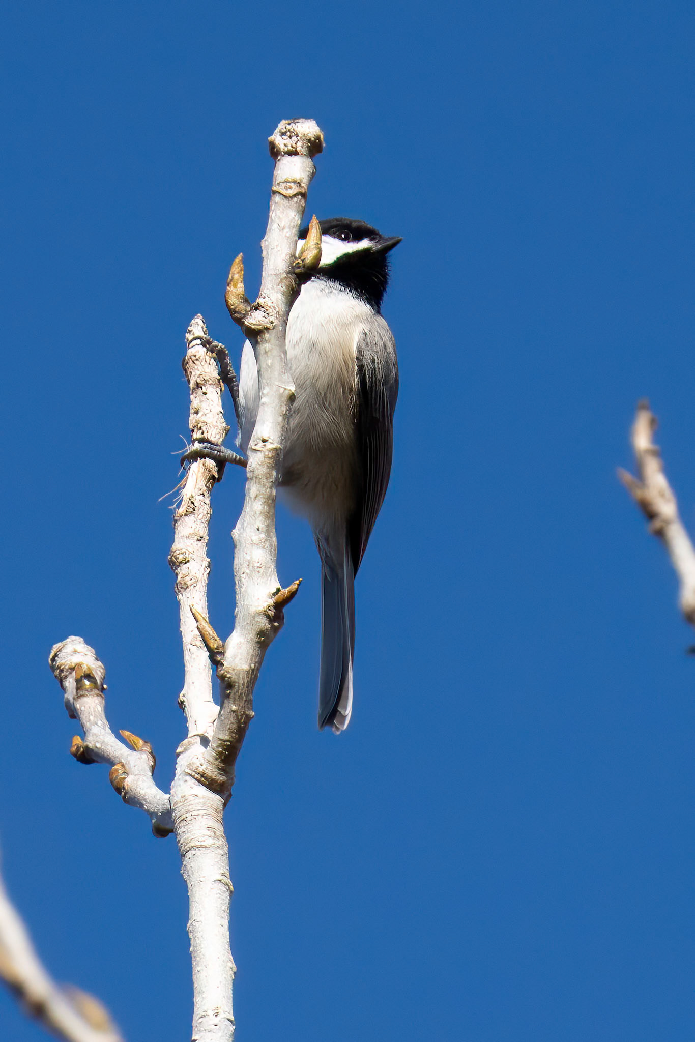 Carolina Chickadee