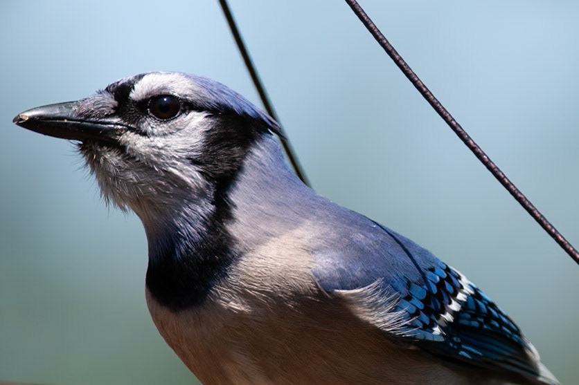 Bluejay