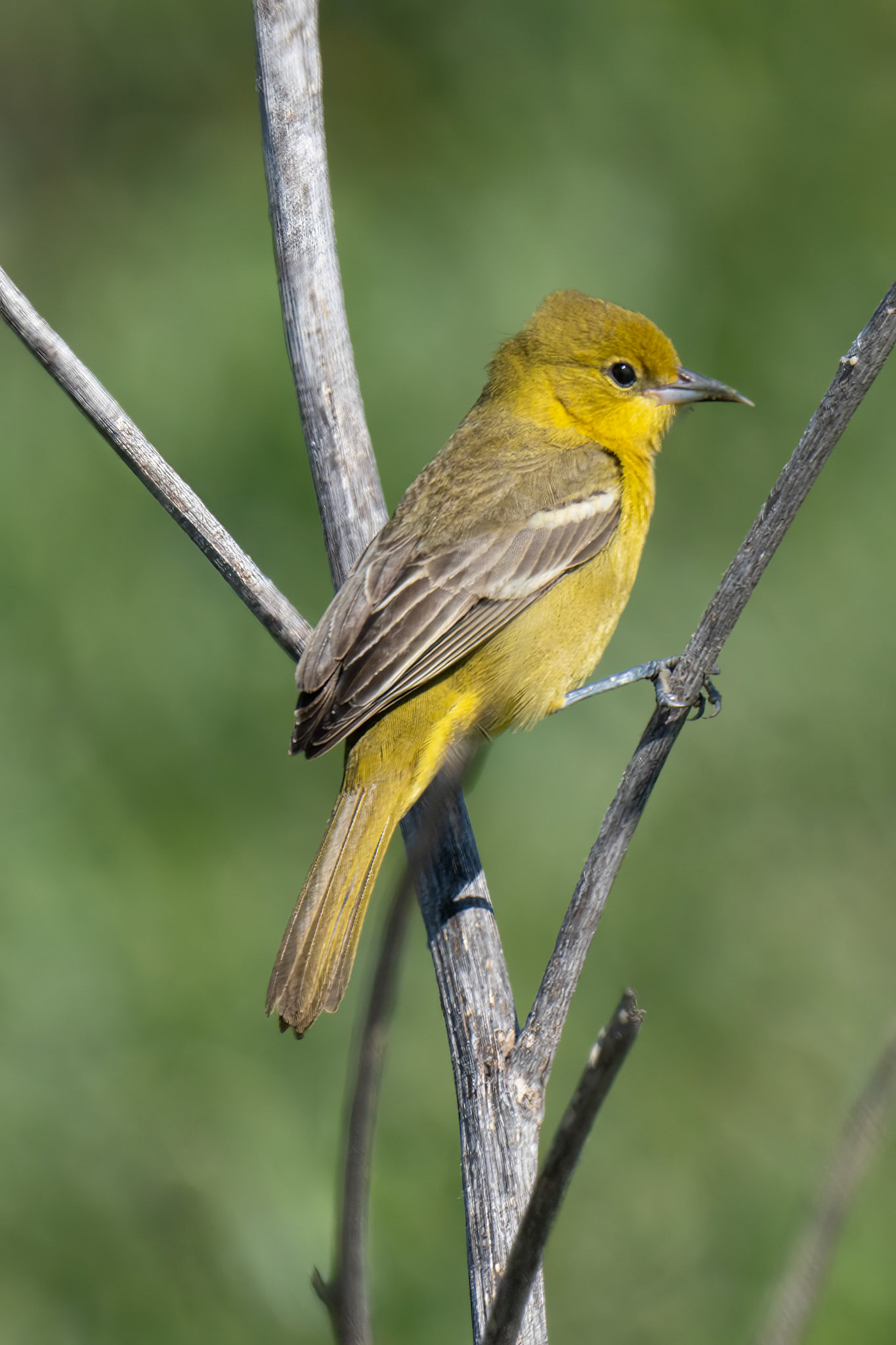 Female Orchard Oriole