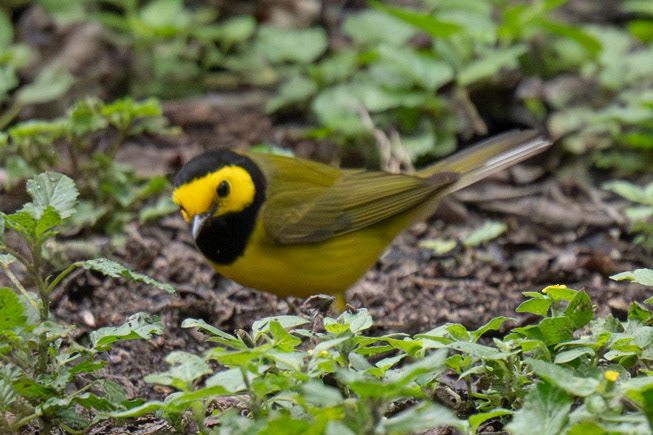 Hooded Warbler. Blucher Park