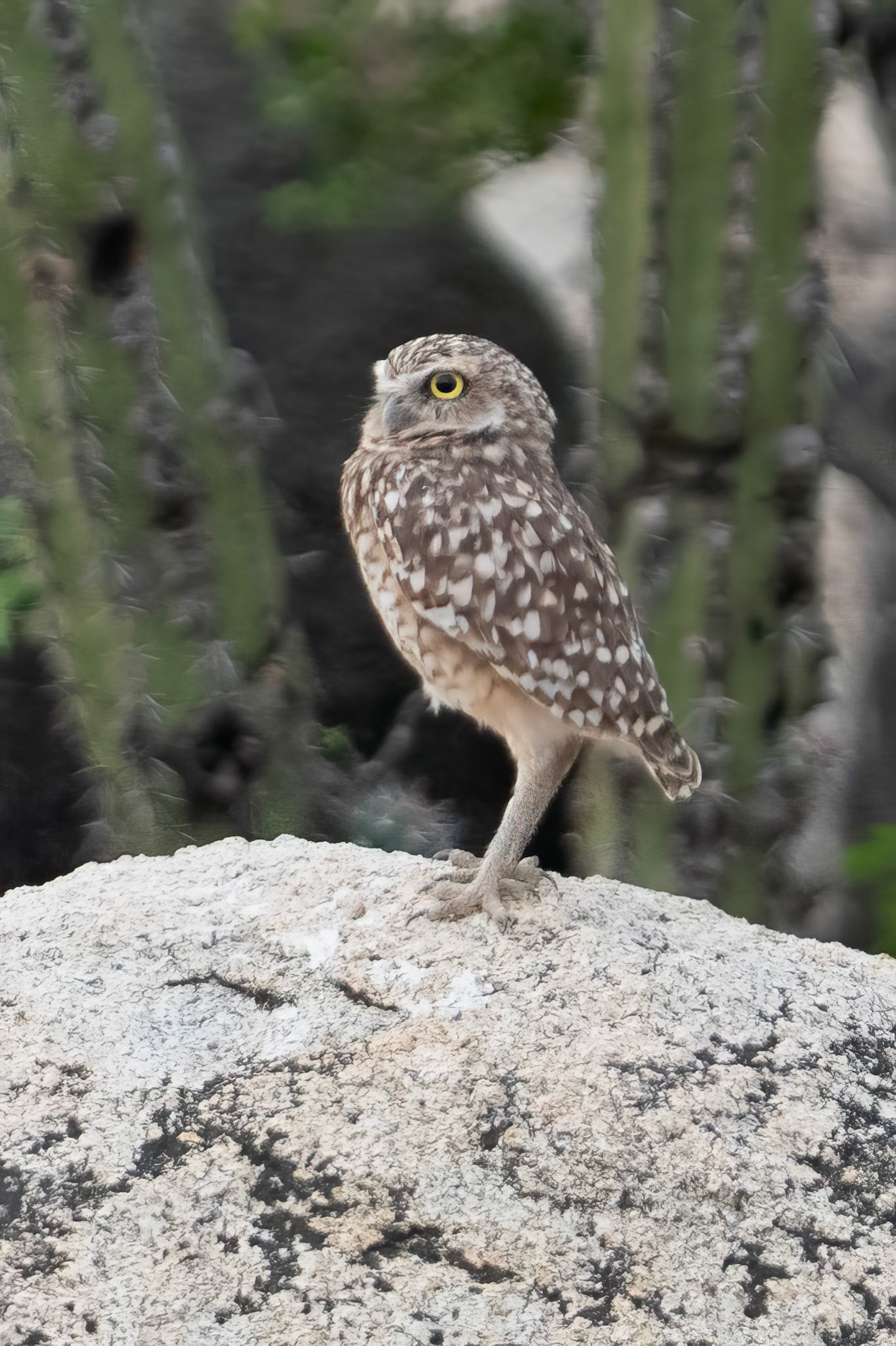 Burroughing Owl