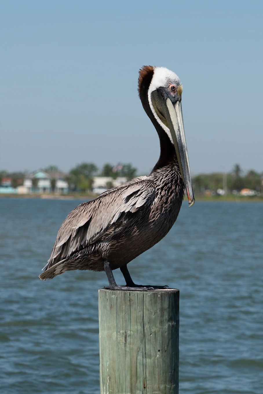 Brown Pelican