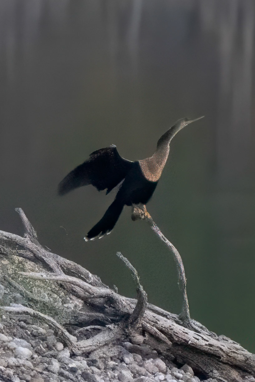 Anhinga