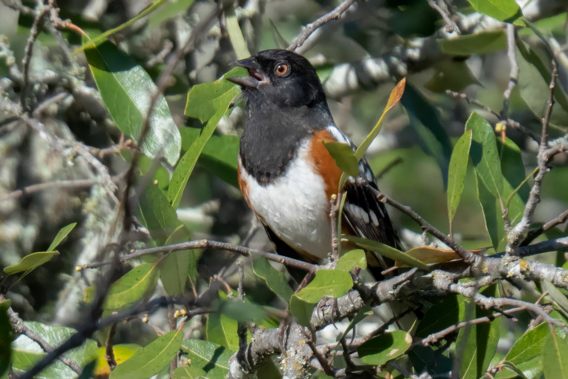 Spotted Towhee
