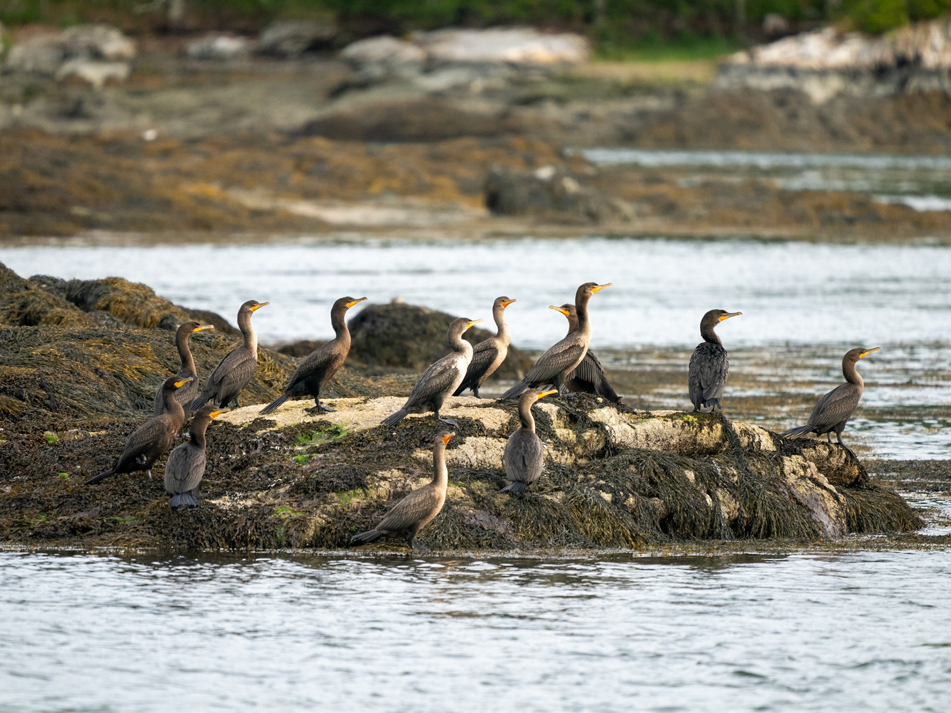 Roosting Cormorants