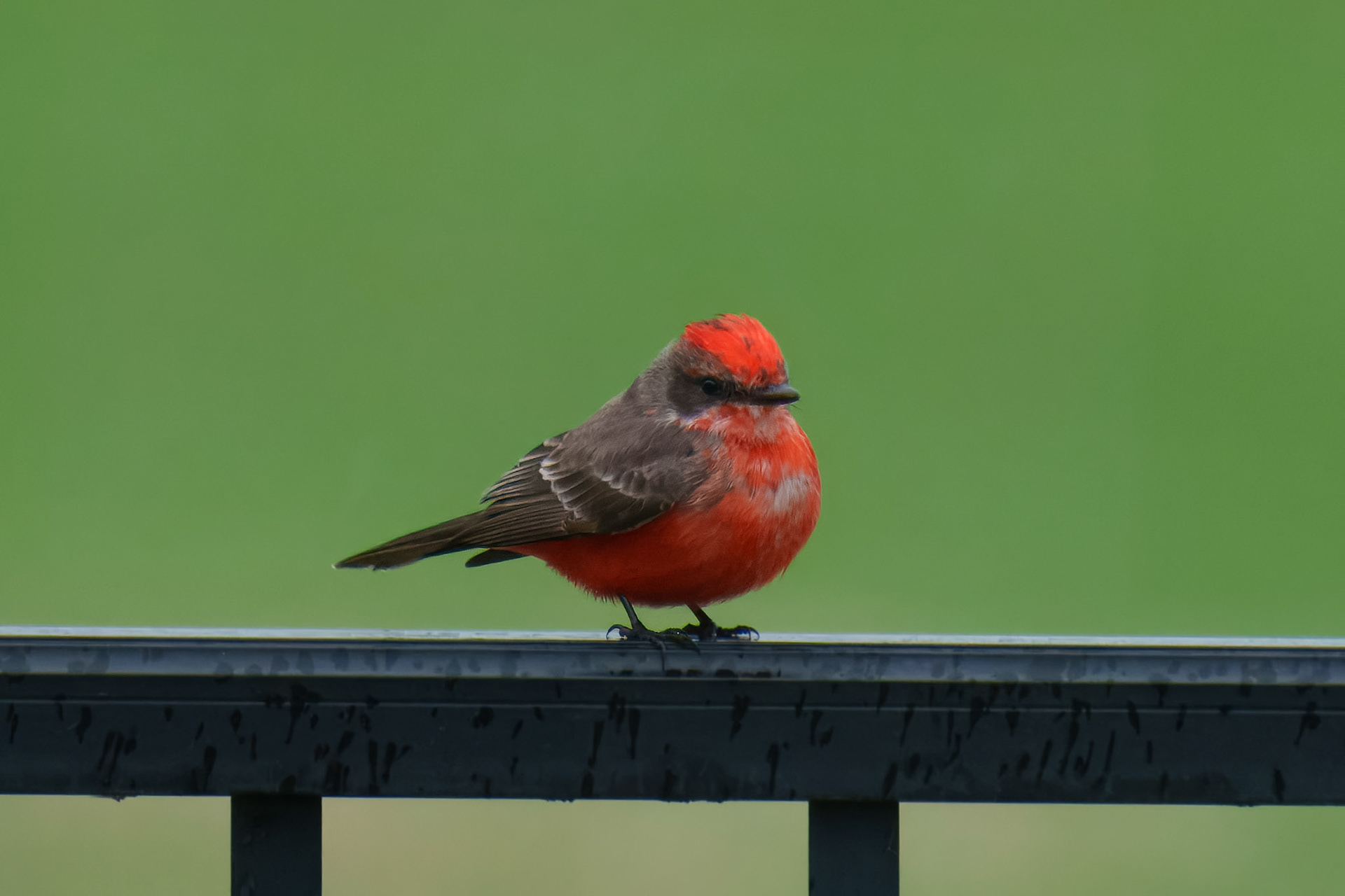 Vermilion Flycatcher