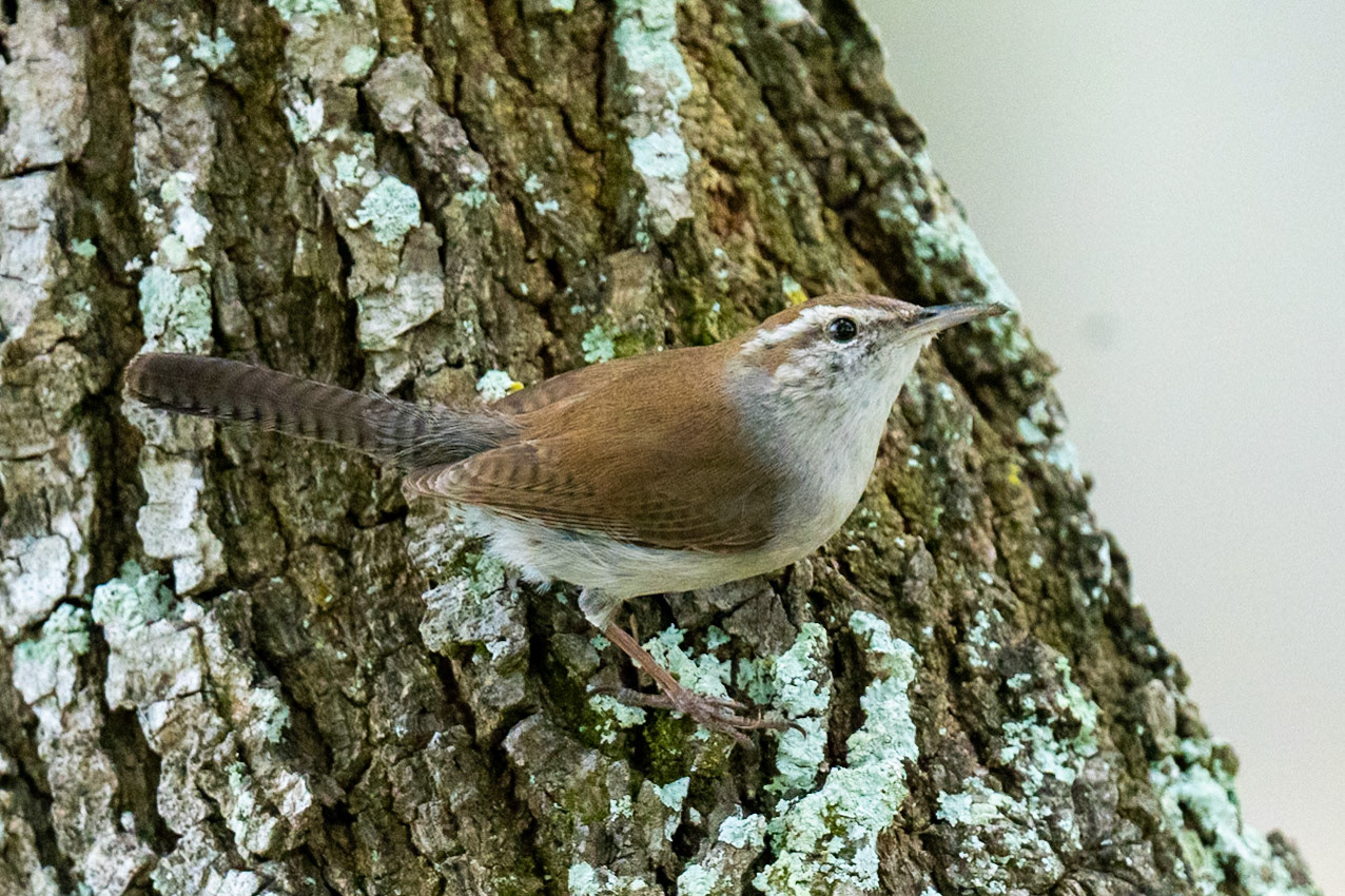 Bewick's Wren
