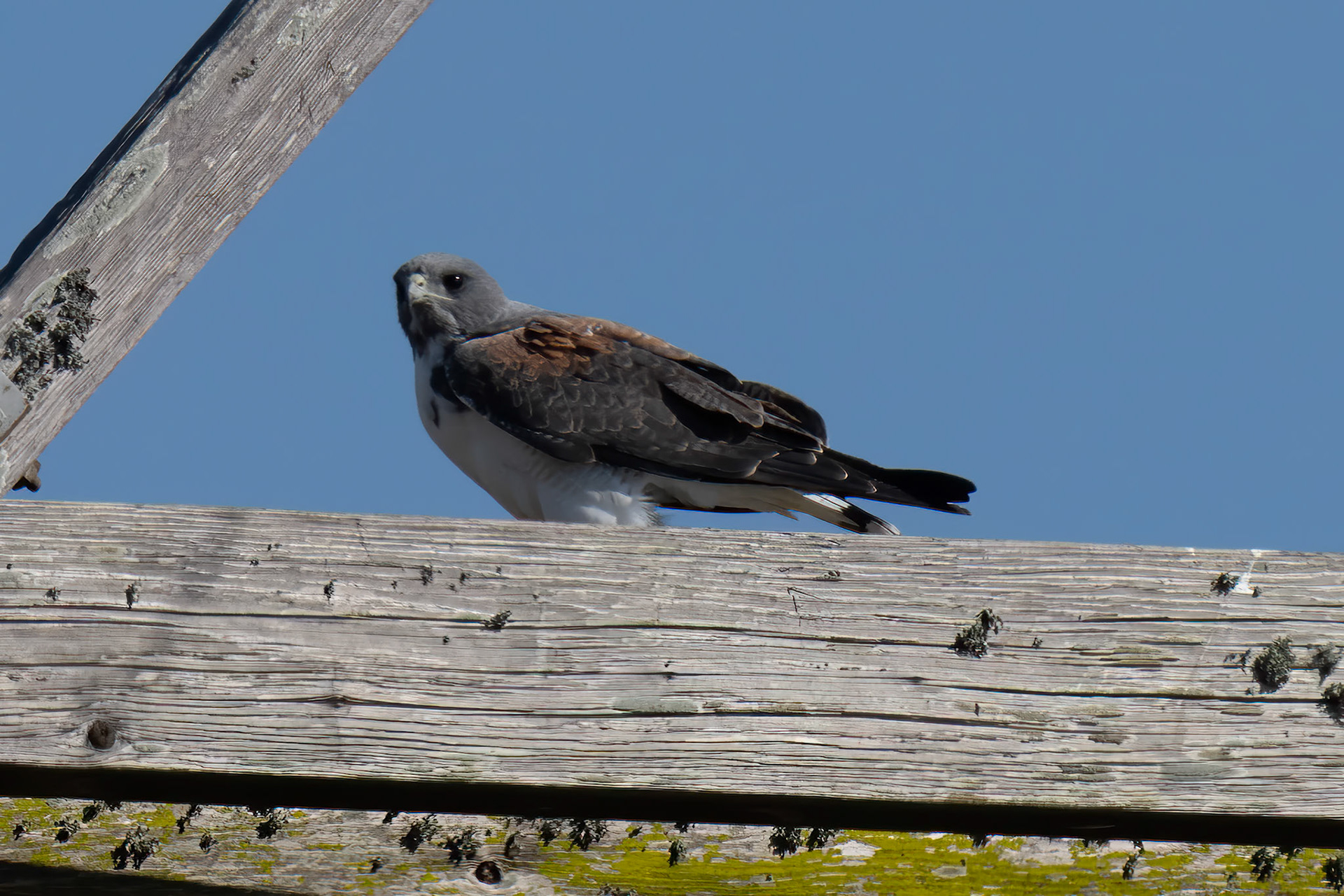White-Tailed Hawk