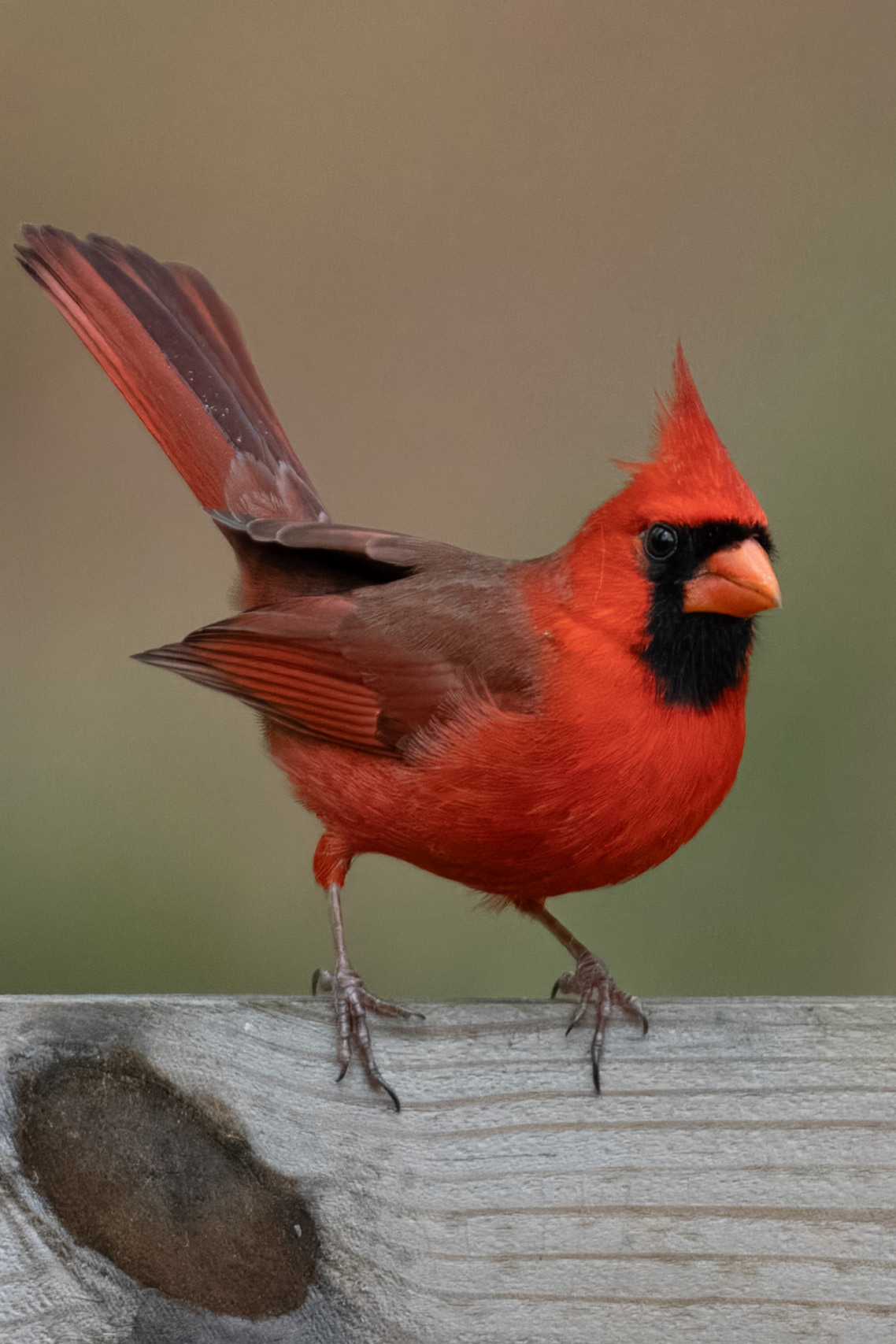 Northern Cardinal.Adult. Clinch County Georgia