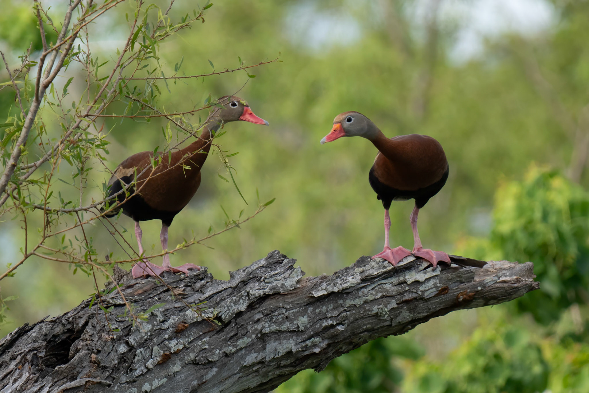 Whistling Ducks
