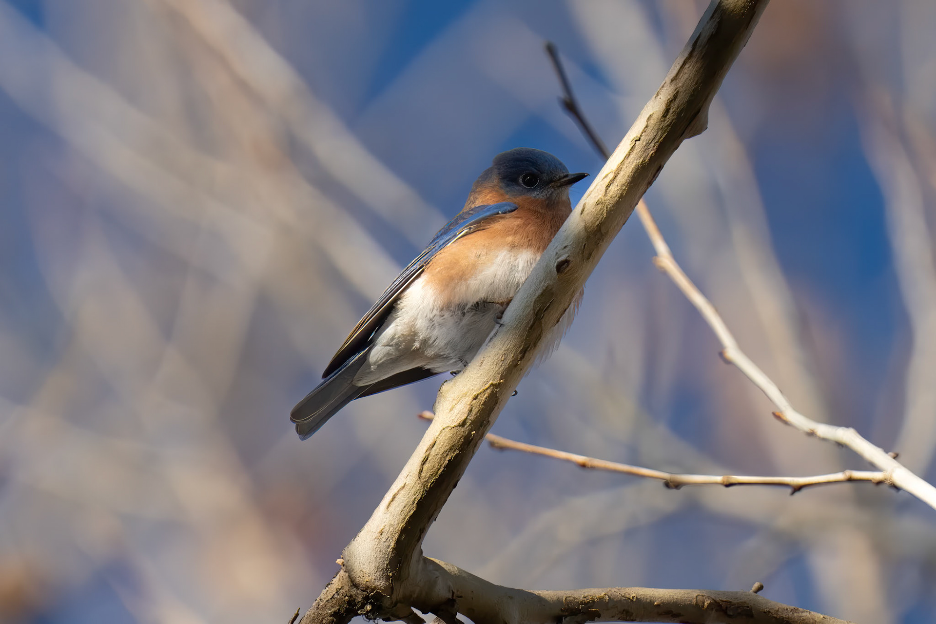 Eastern Bluebird