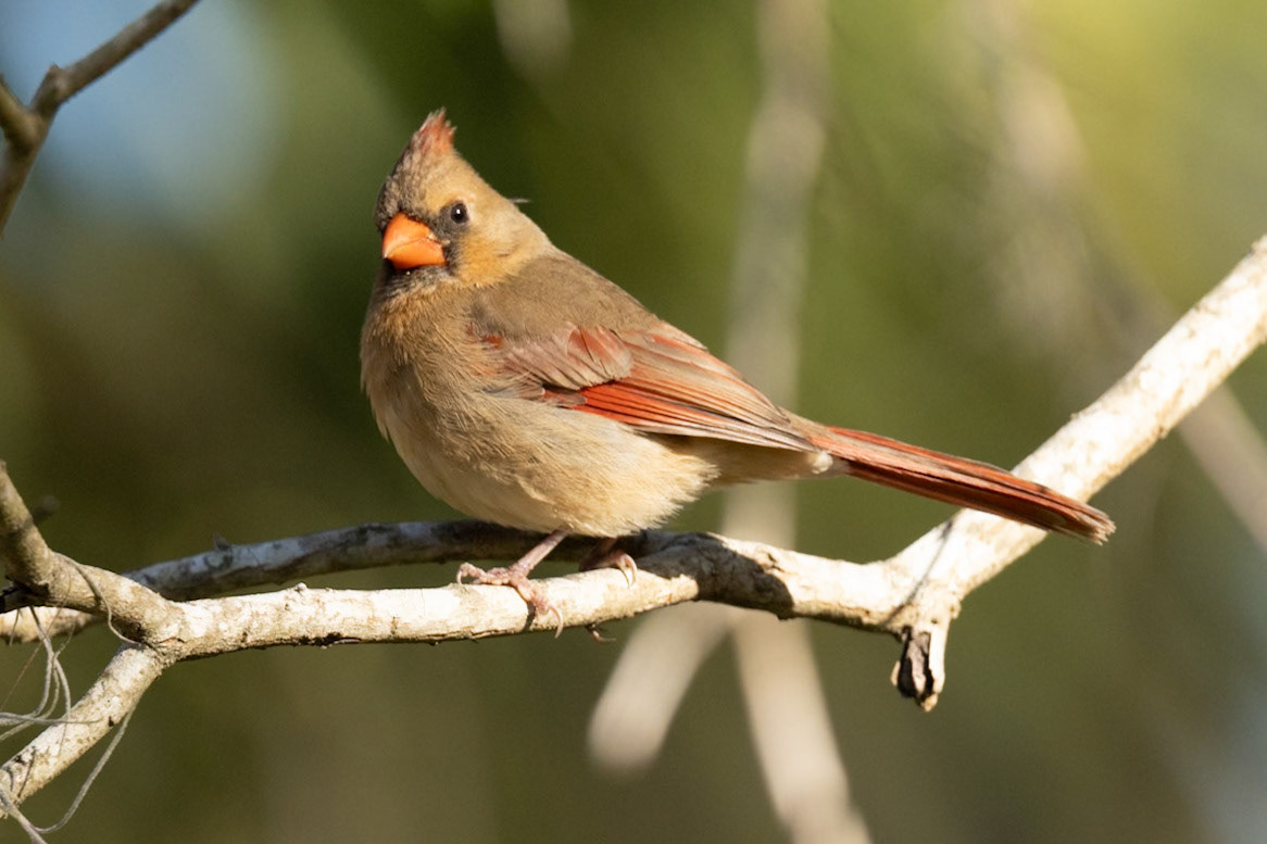 Northern Cardinal. Female Cardinal. Clinch Co. Georgia