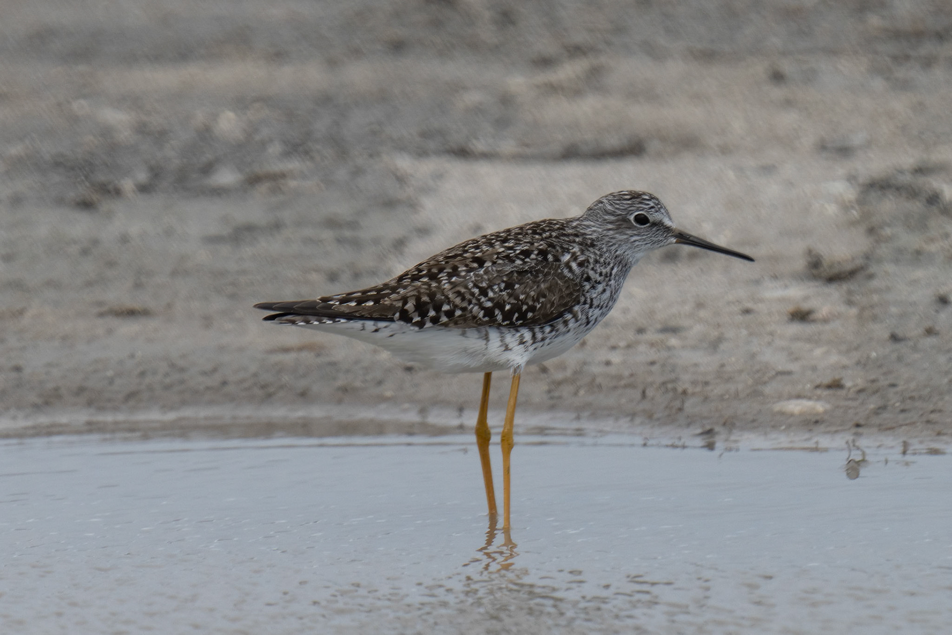 Lesser Yellowlegs Sanpiper