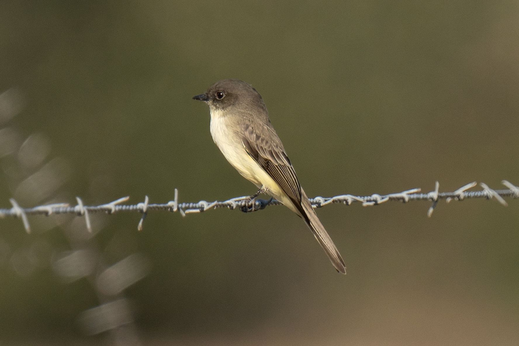 Eastern Phoebe