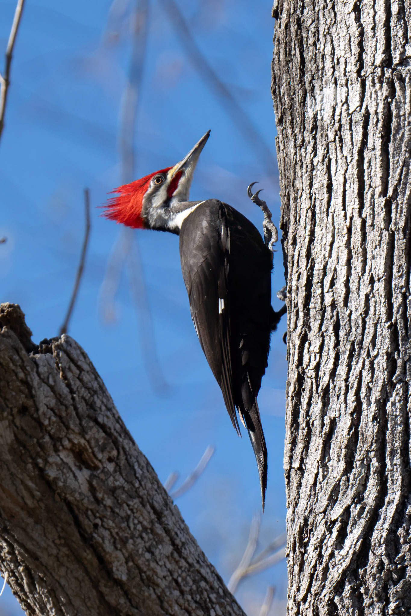 Pileated Woodpecker. Victoria County