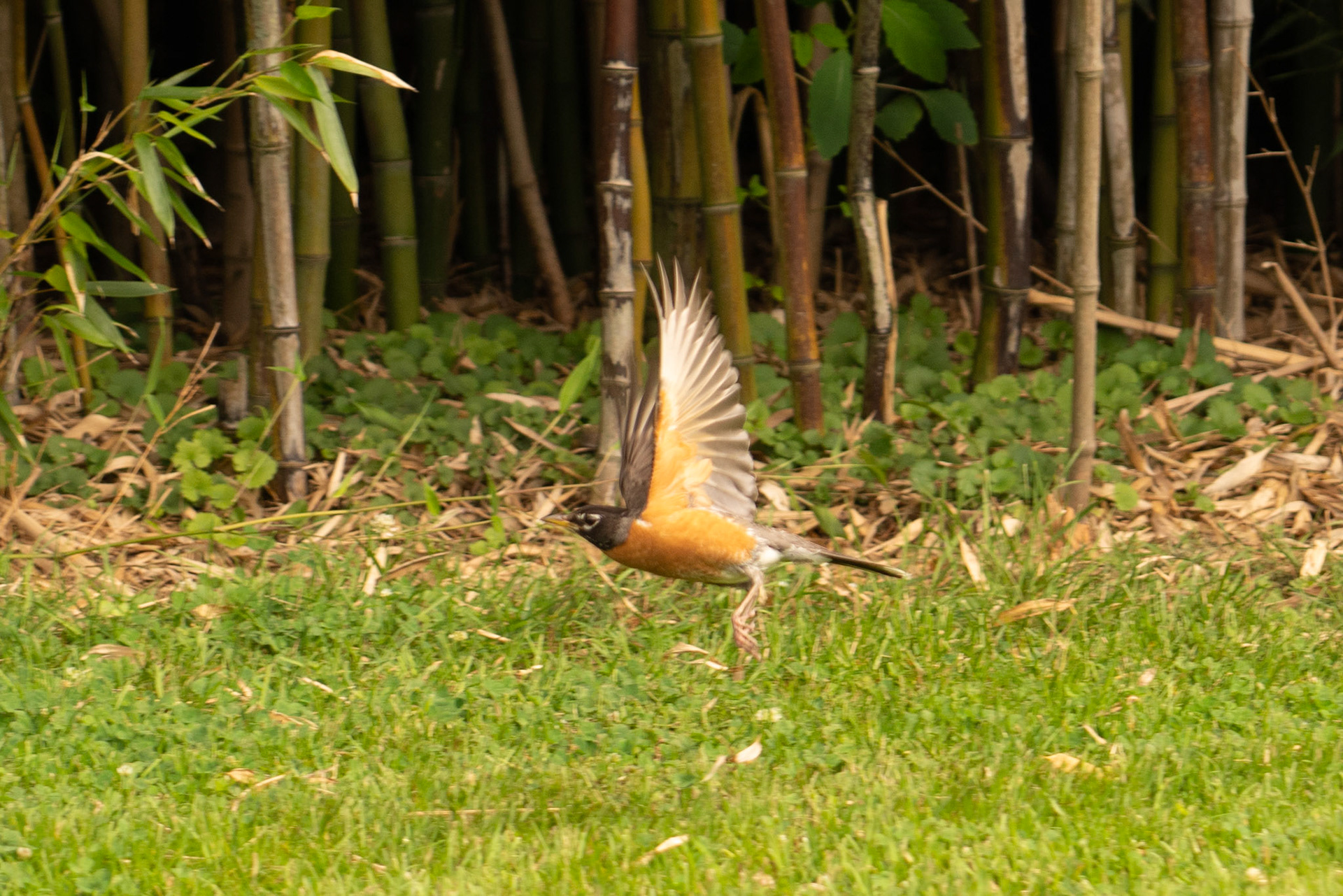 Robin Taking Off