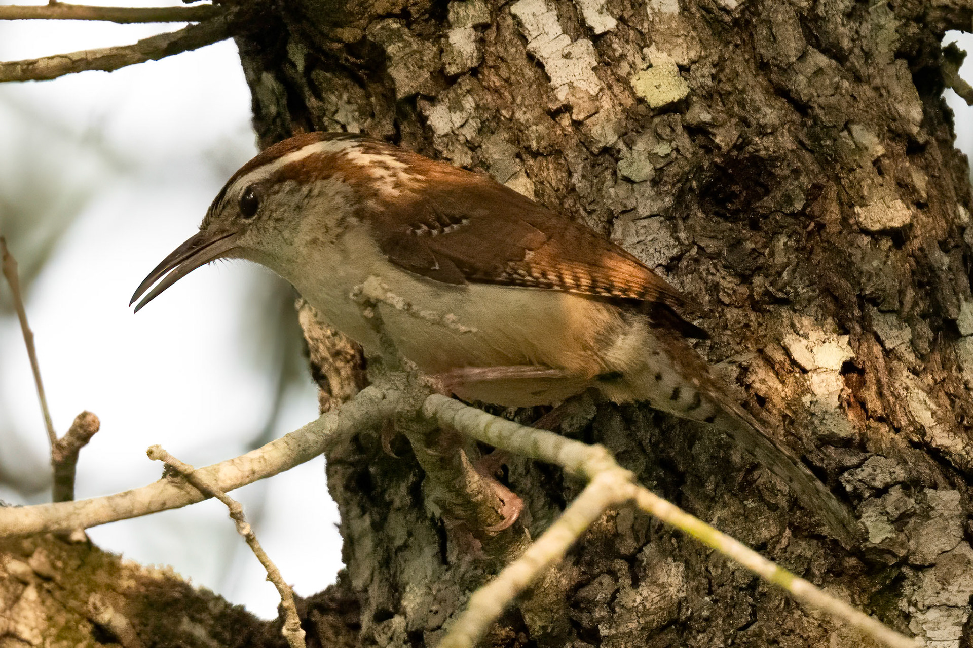 Blackdog Ranch Goliad Texas