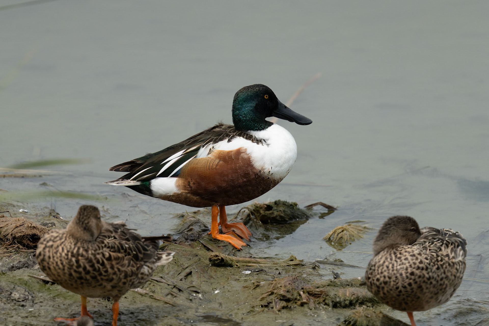 Northern Shoveler