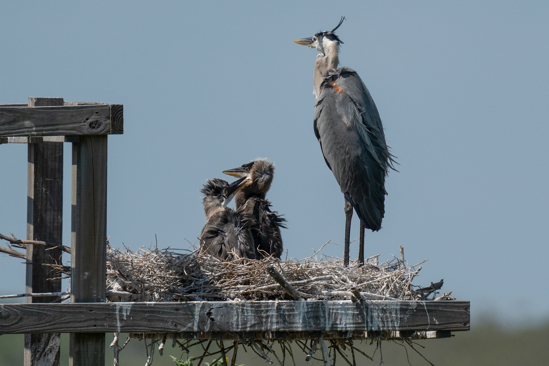 Nesting with 2 offspring