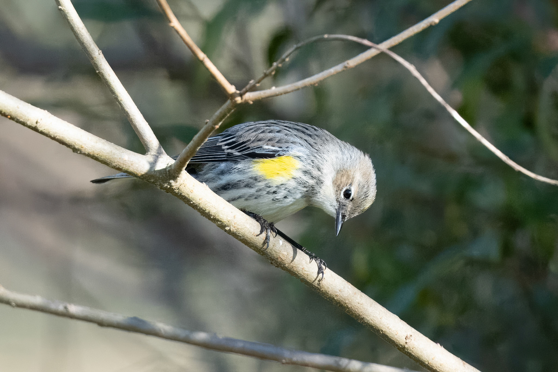 Yellow-rumped Warbler