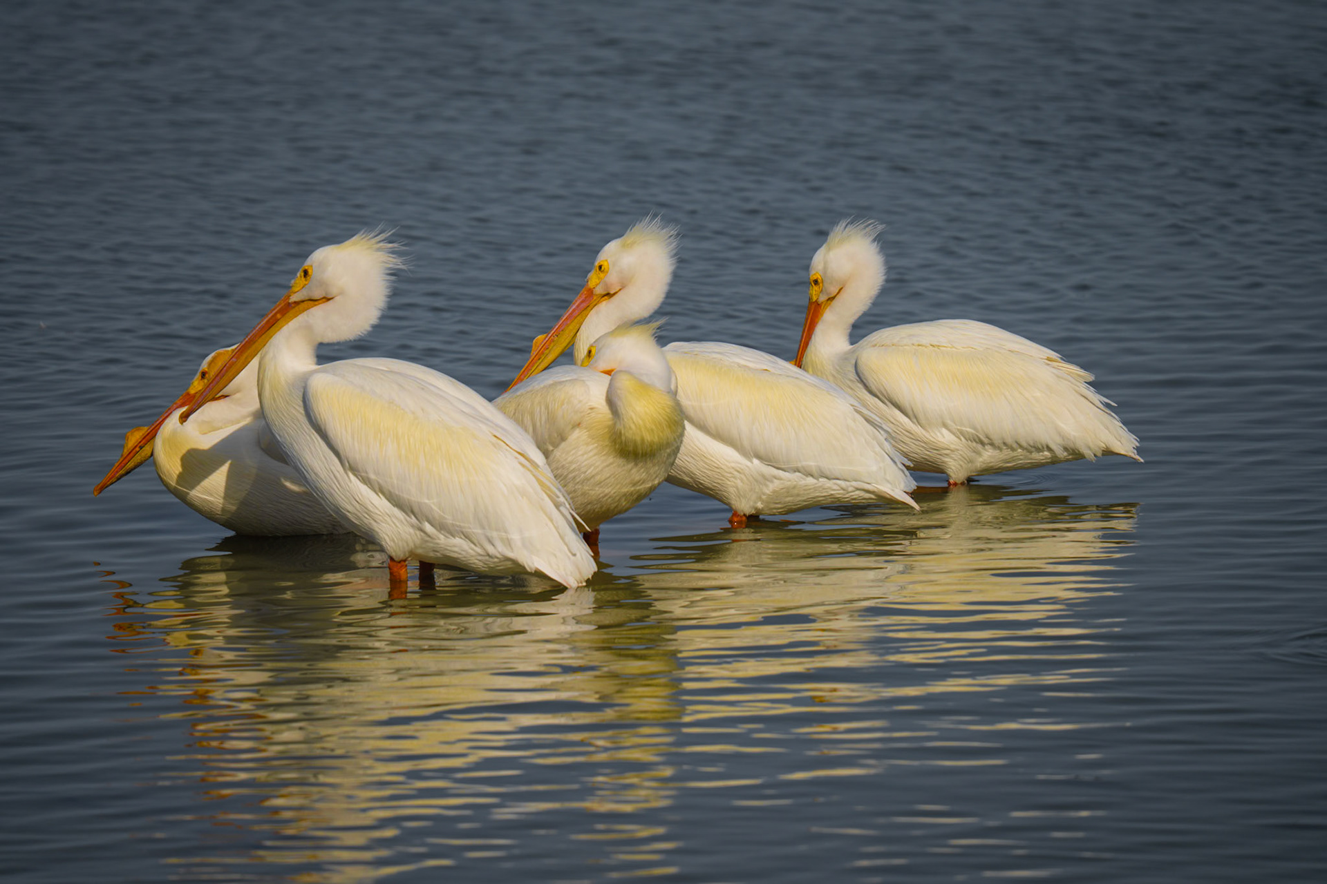 White Pelicans