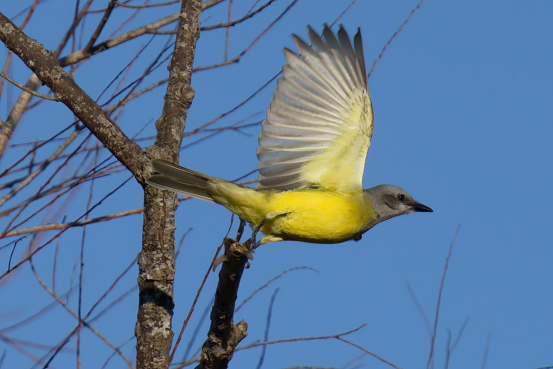 Couch's Kingbird