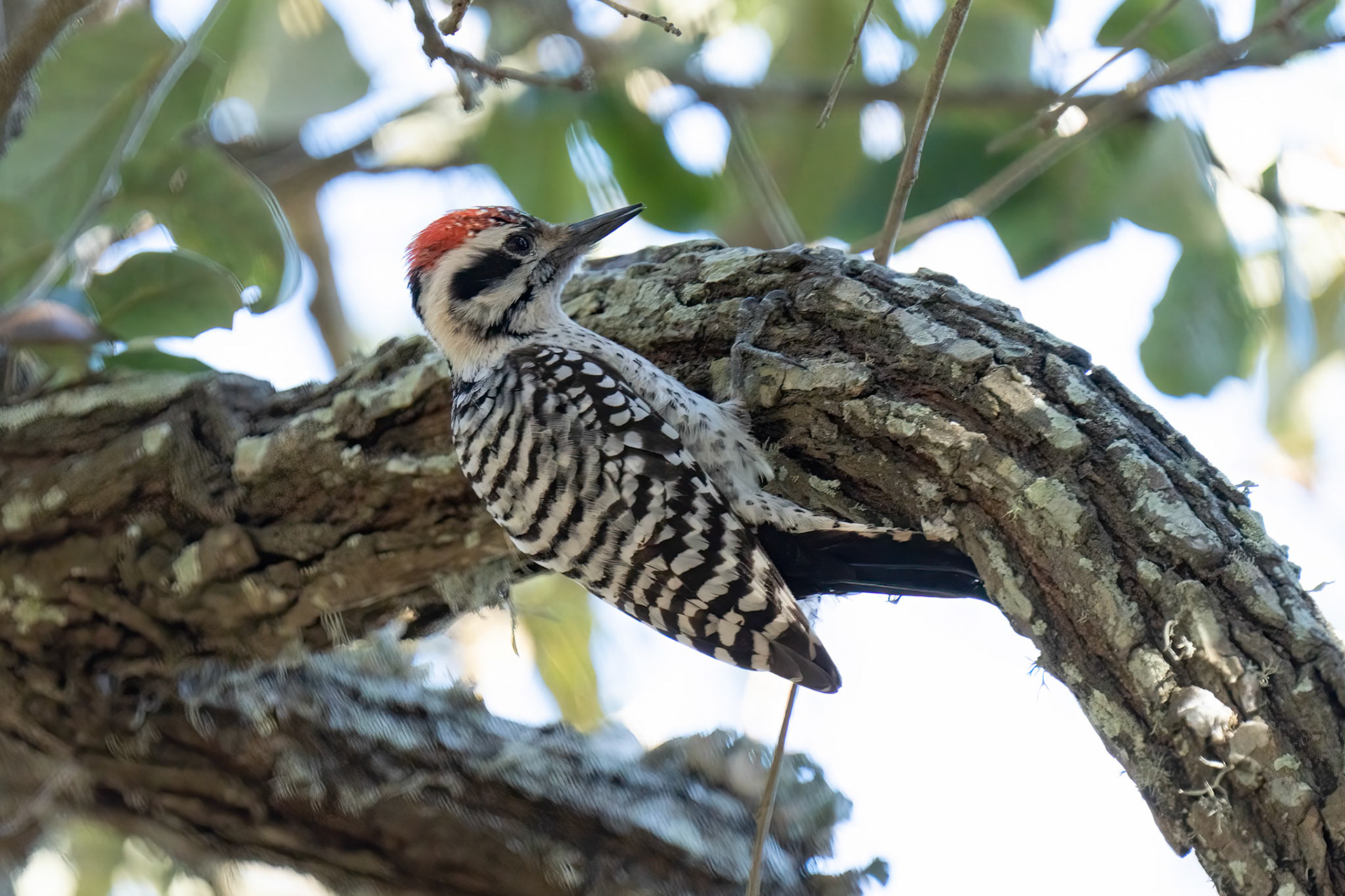 Ladder-backed Woodpecker (Dryobates scalaris) Rockport Nature trail Feb 2023