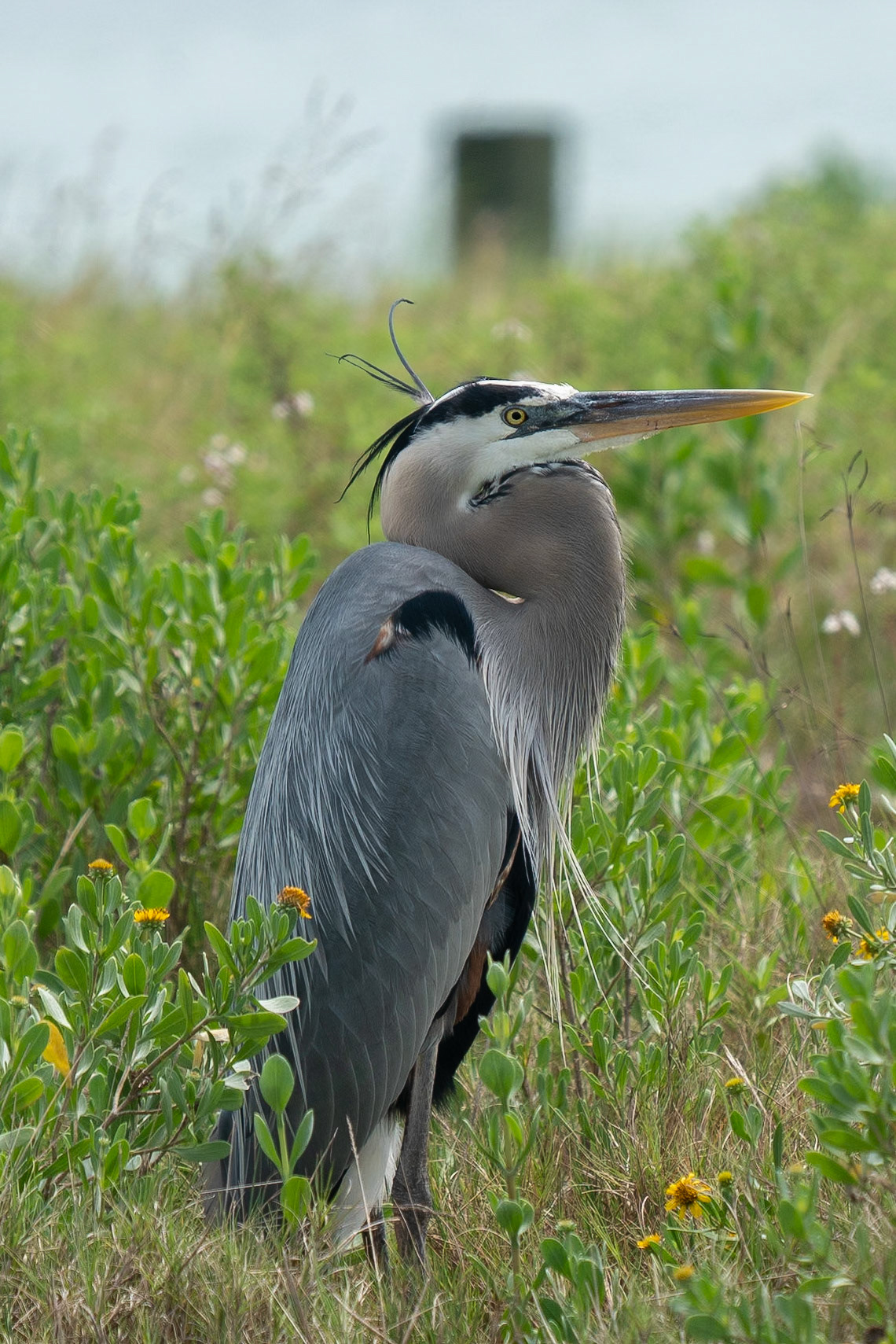 Blue Heron