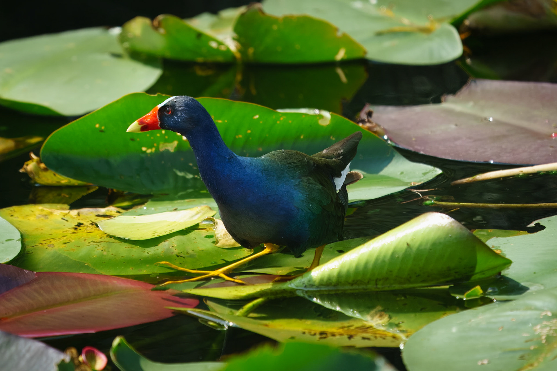 Purple Gallinule. Everglades National Park