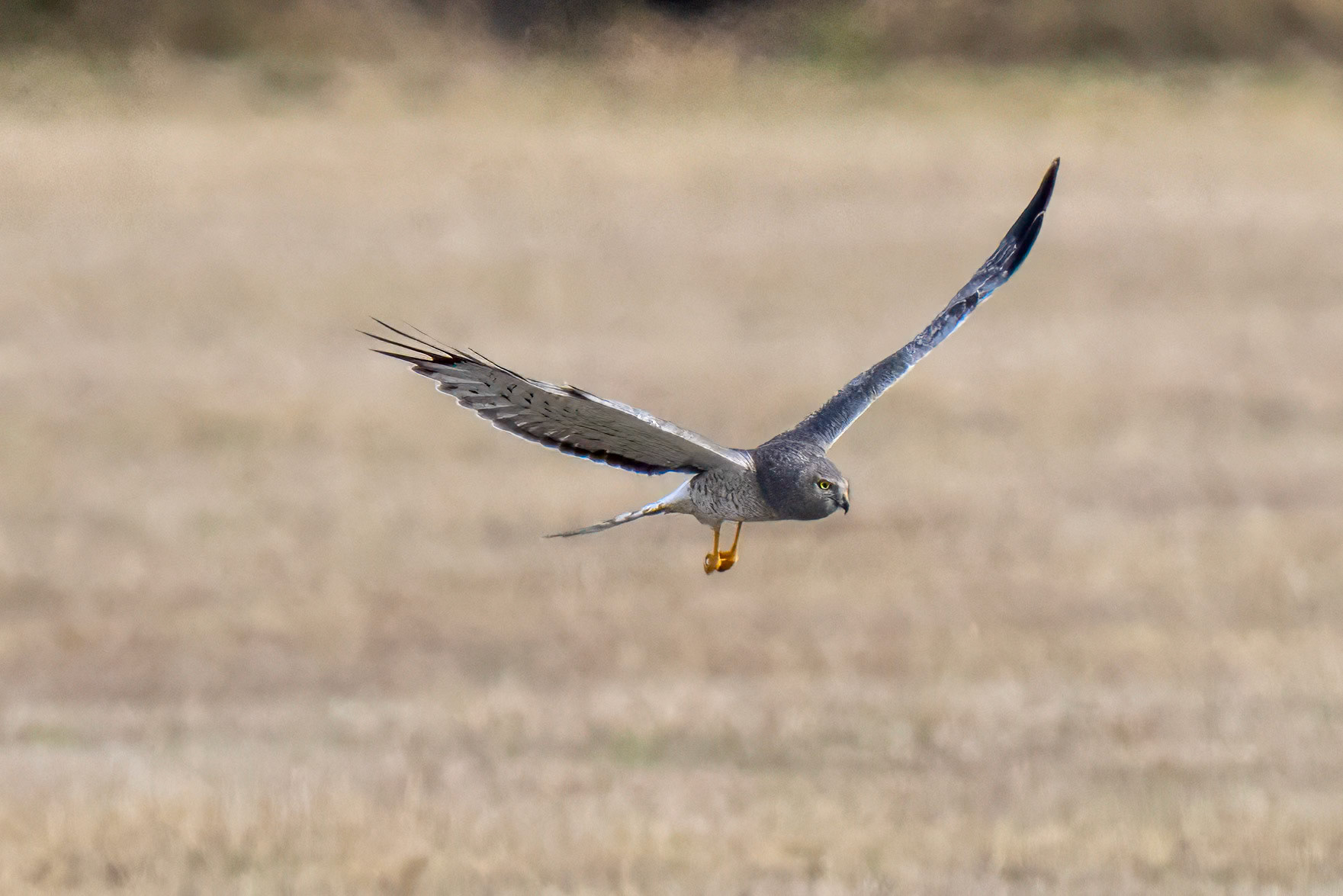 Northern Harrier