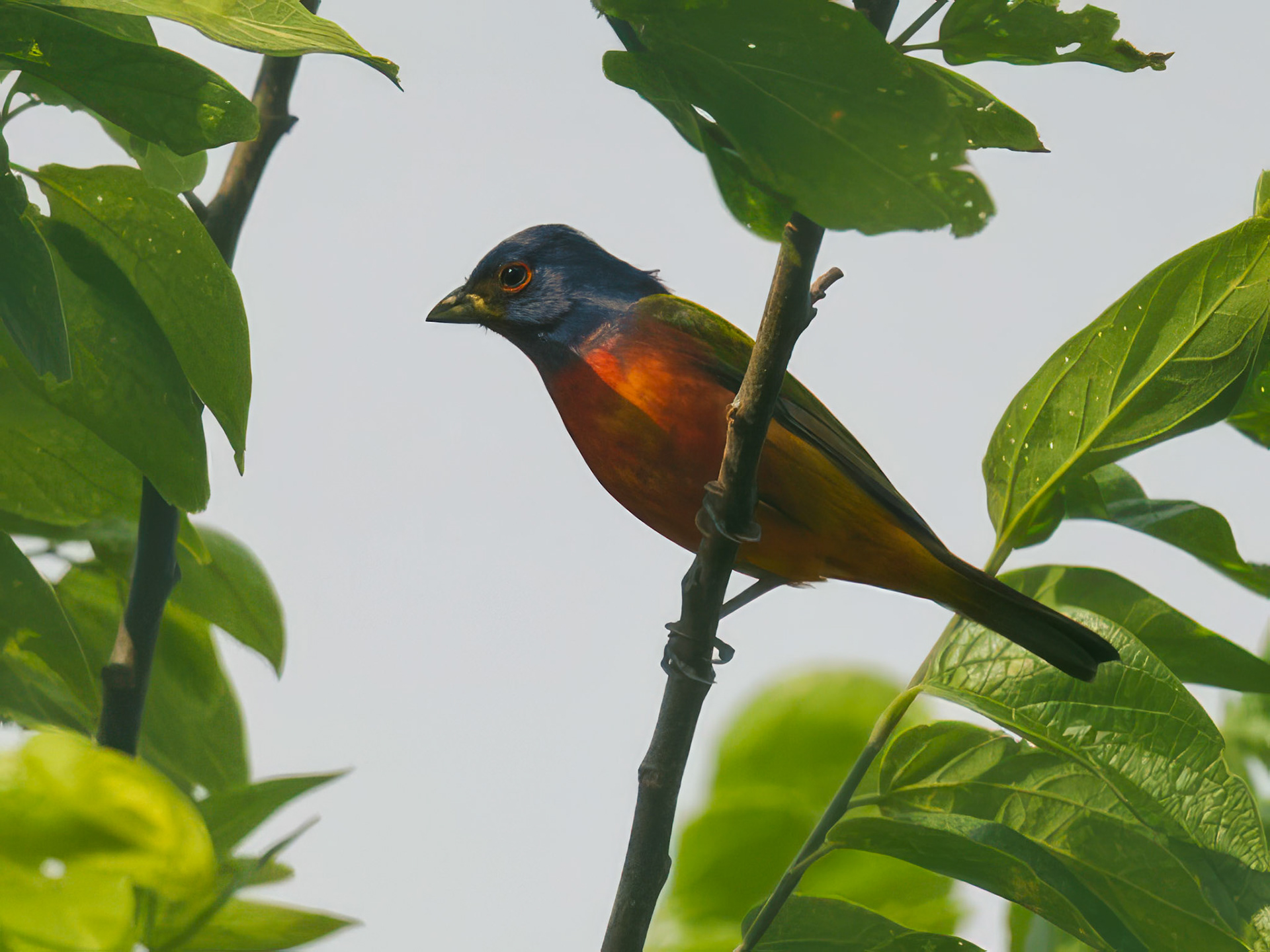Painted Bunting