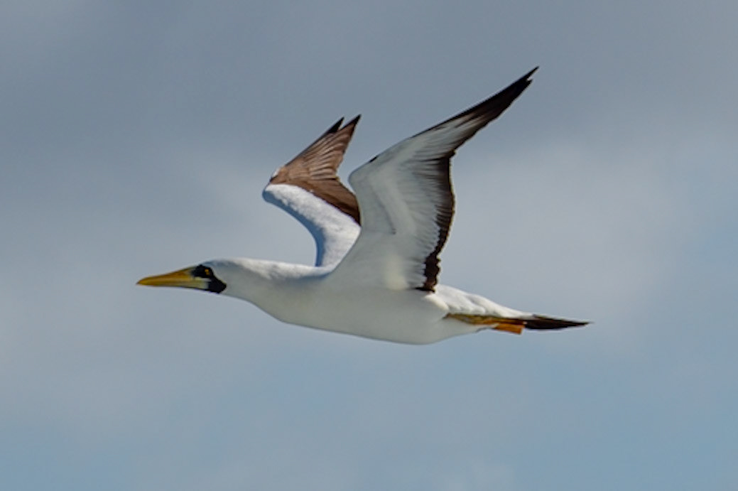 Masked Booby