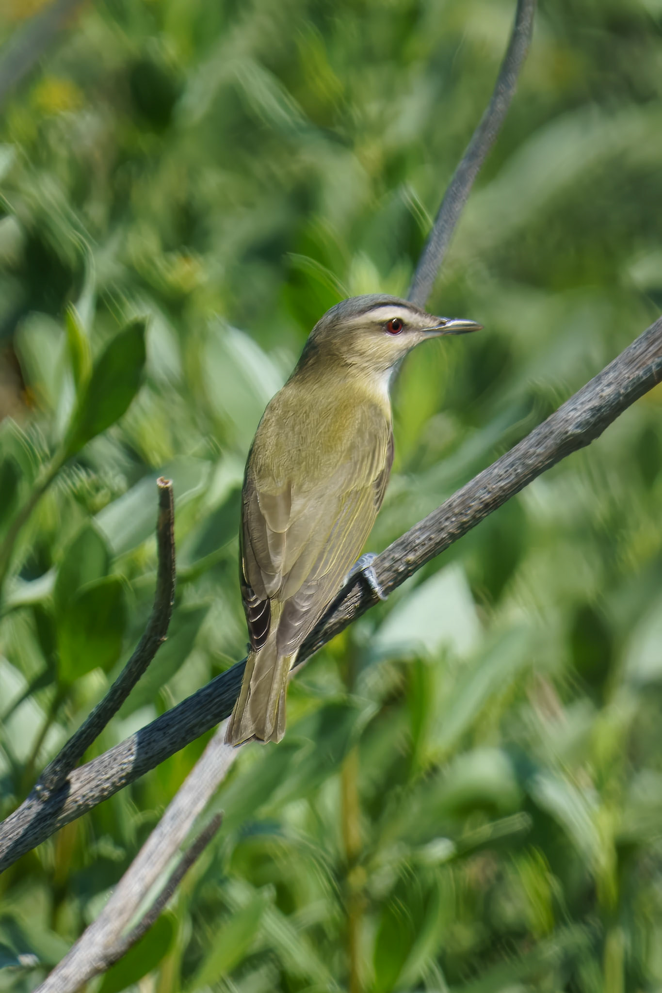 Red-Eyed Vireo