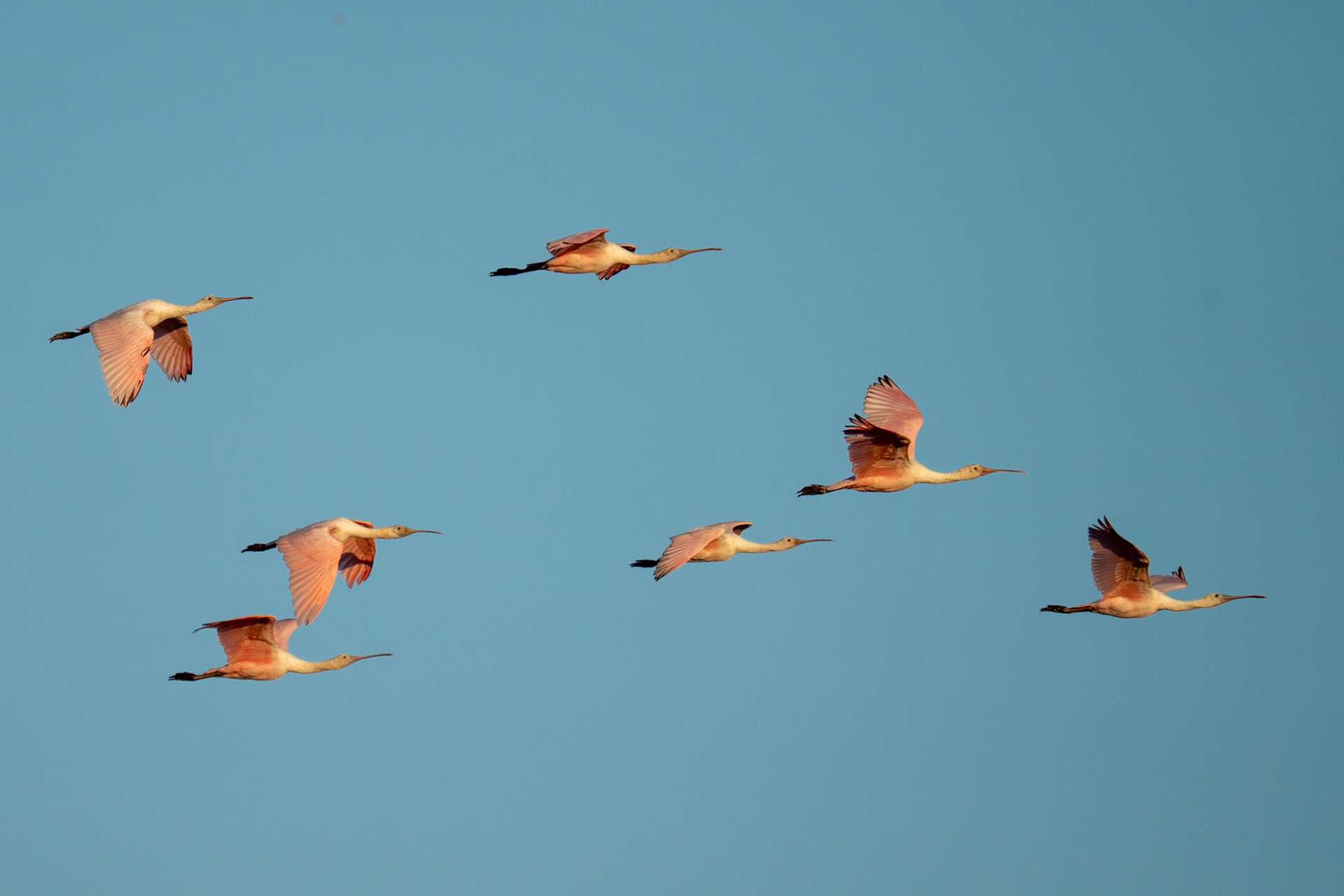 Roseate Spoonbills